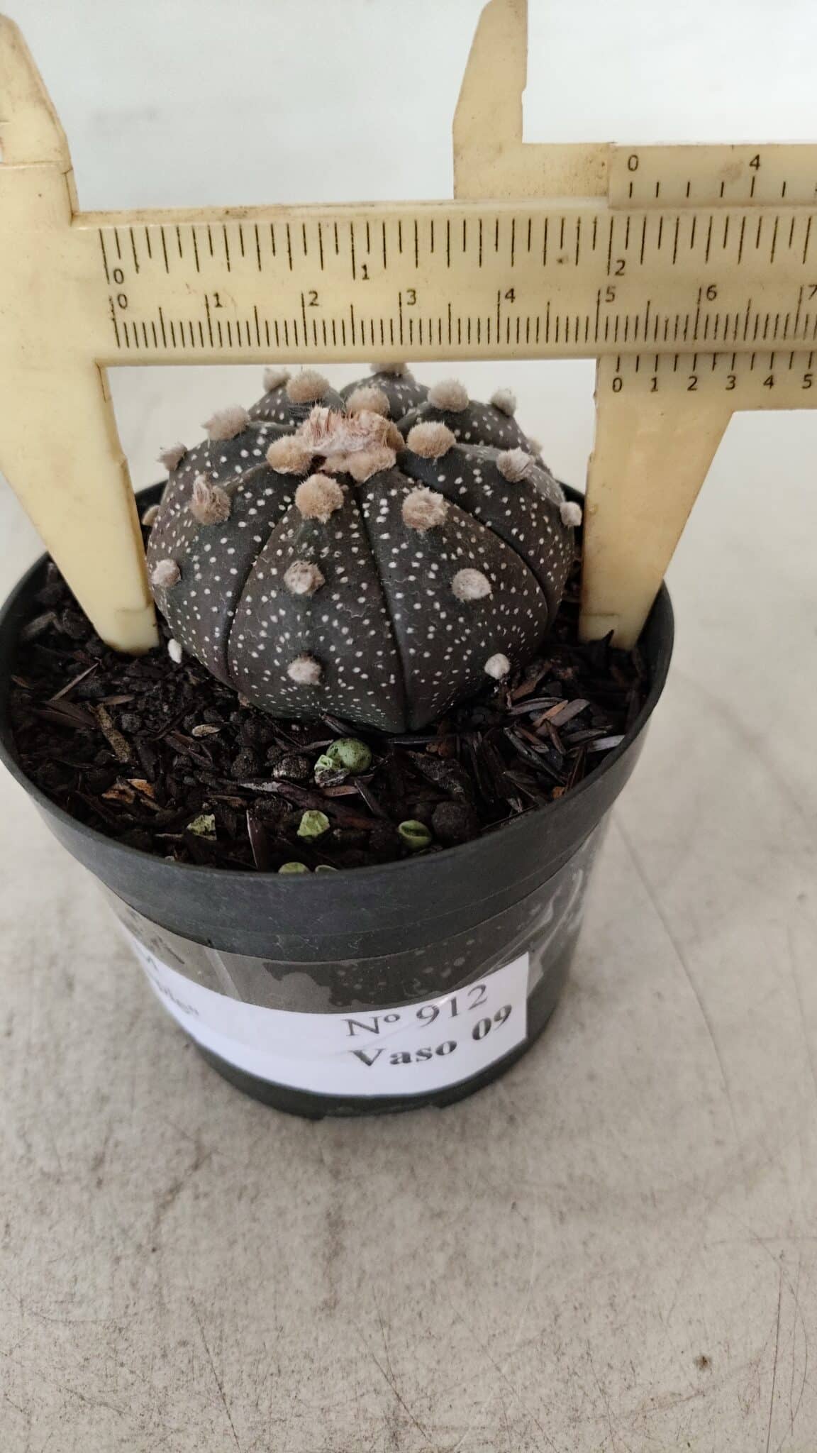 ASTROPHYTUM ASTERIAS “Purple”  Nº 912 – vaso 09