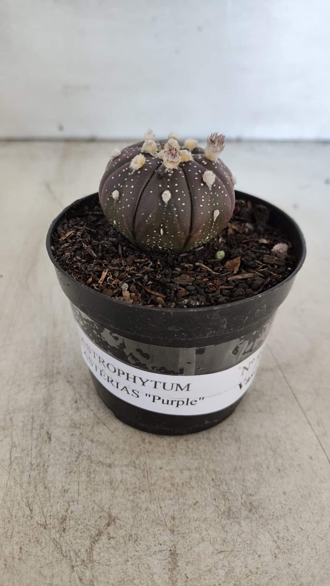 ASTROPHYTUM ASTERIAS “Purple”  Nº 915 – vaso 09