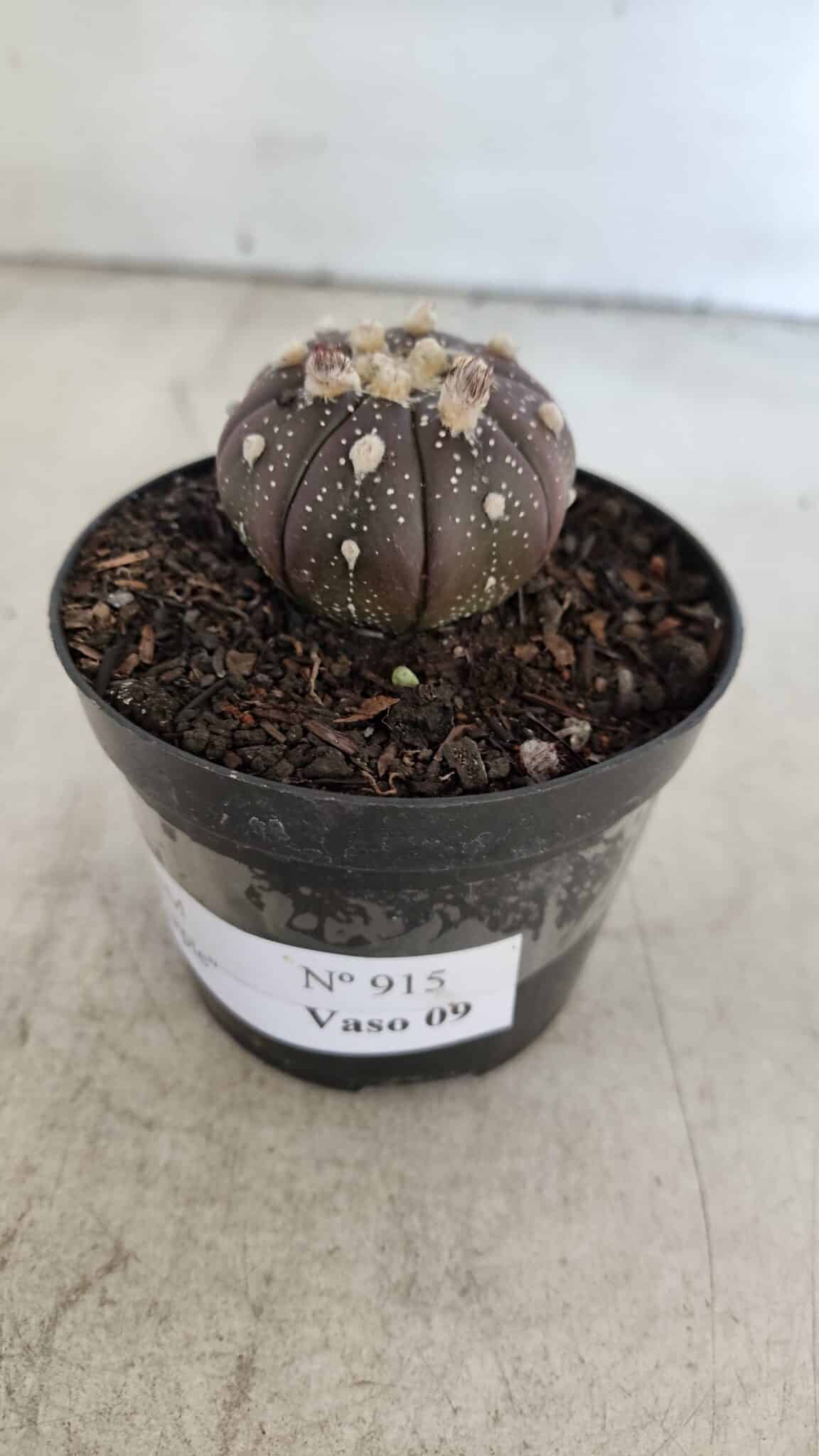 ASTROPHYTUM ASTERIAS “Purple”  Nº 915 – vaso 09