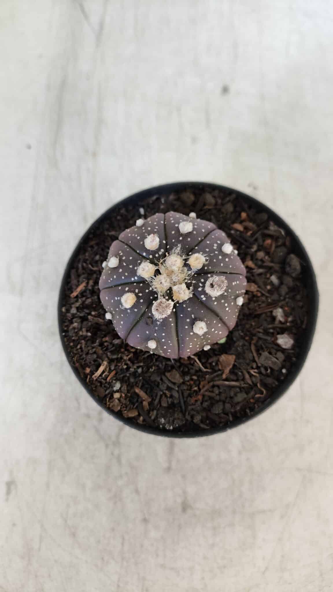 ASTROPHYTUM ASTERIAS “Purple”  Nº 915 – vaso 09