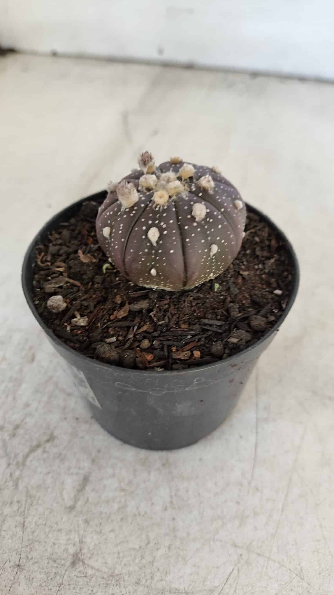 ASTROPHYTUM ASTERIAS “Purple”  Nº 915 – vaso 09