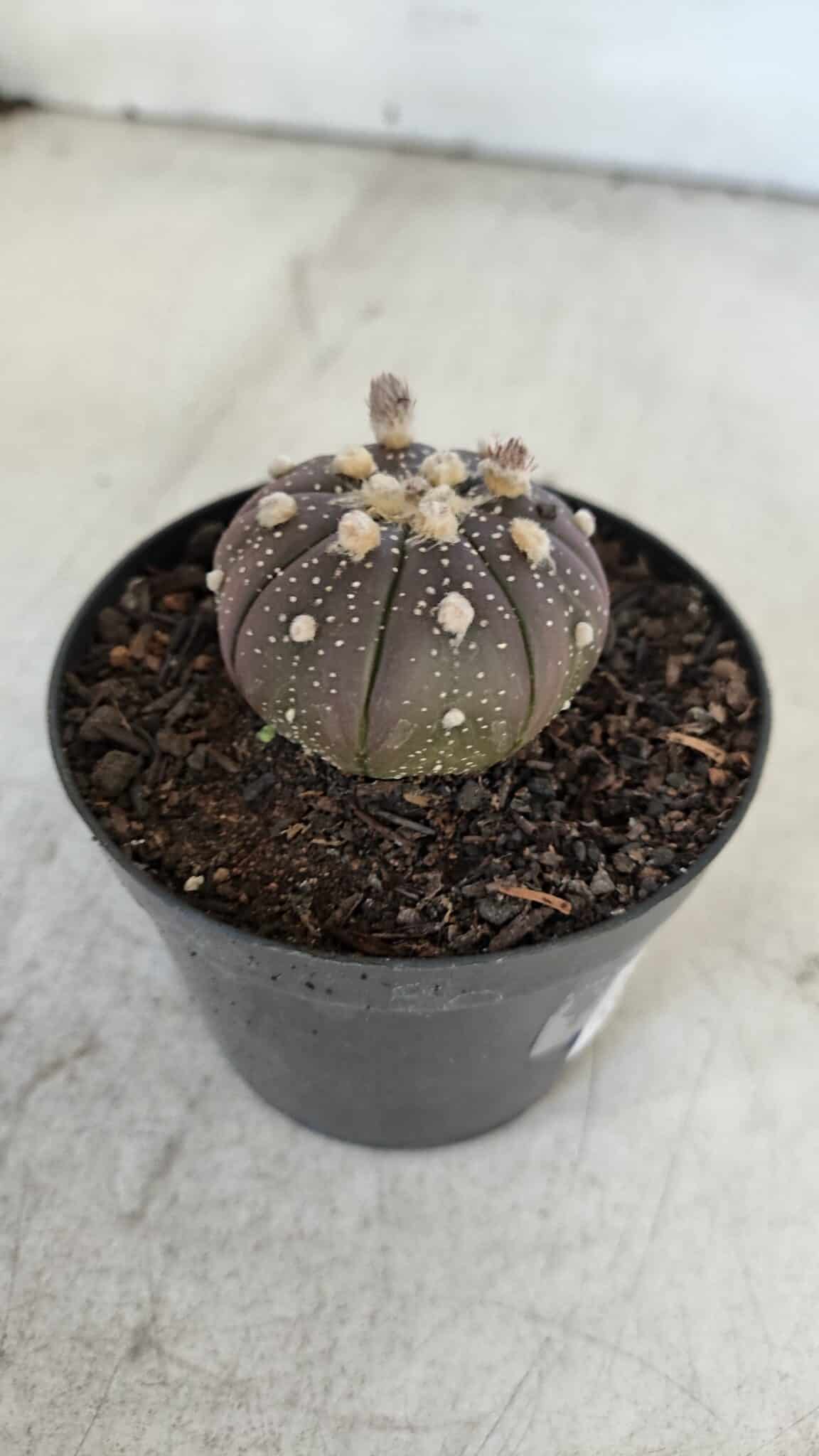 ASTROPHYTUM ASTERIAS “Purple”  Nº 915 – vaso 09