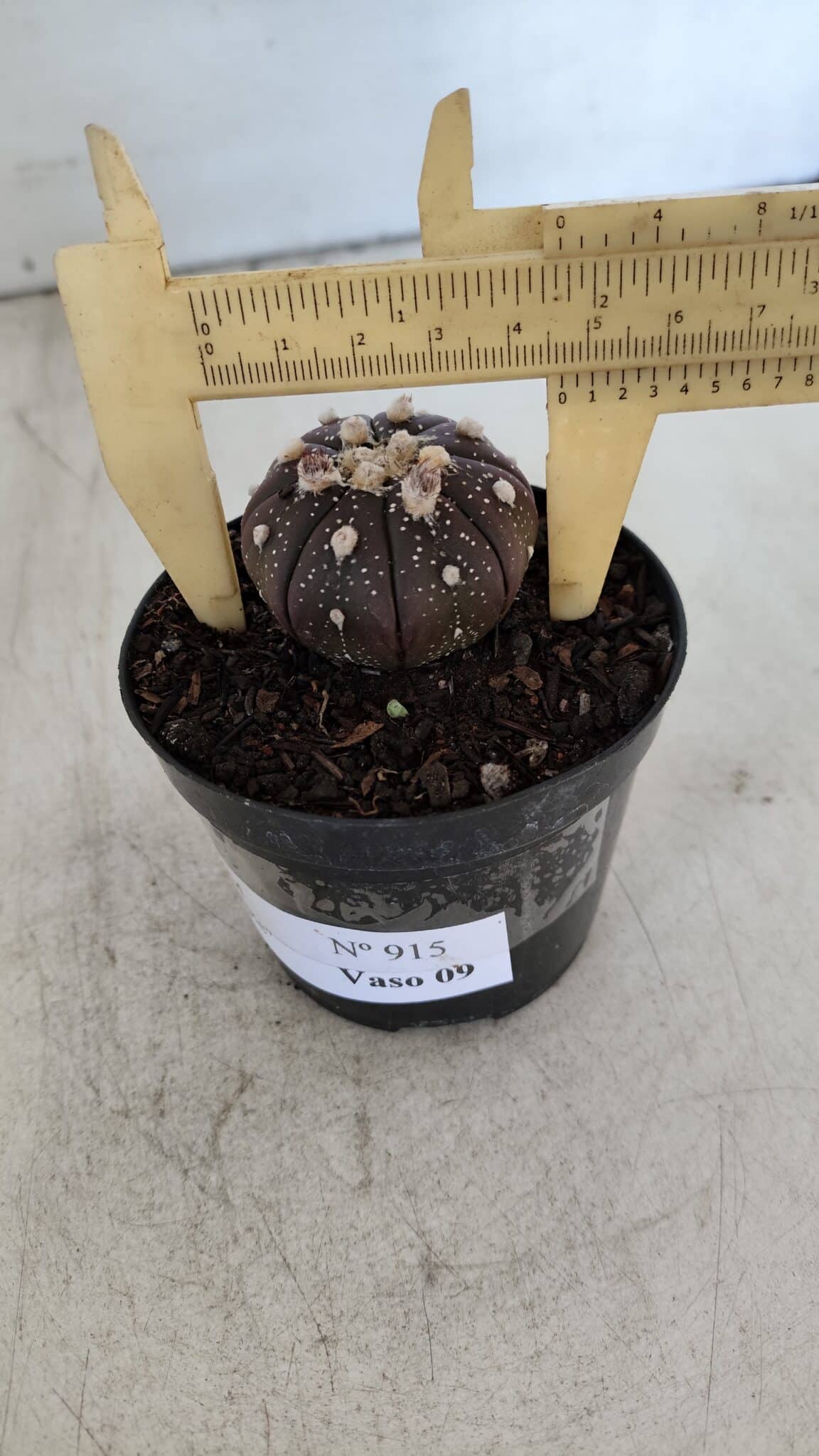 ASTROPHYTUM ASTERIAS “Purple”  Nº 915 – vaso 09