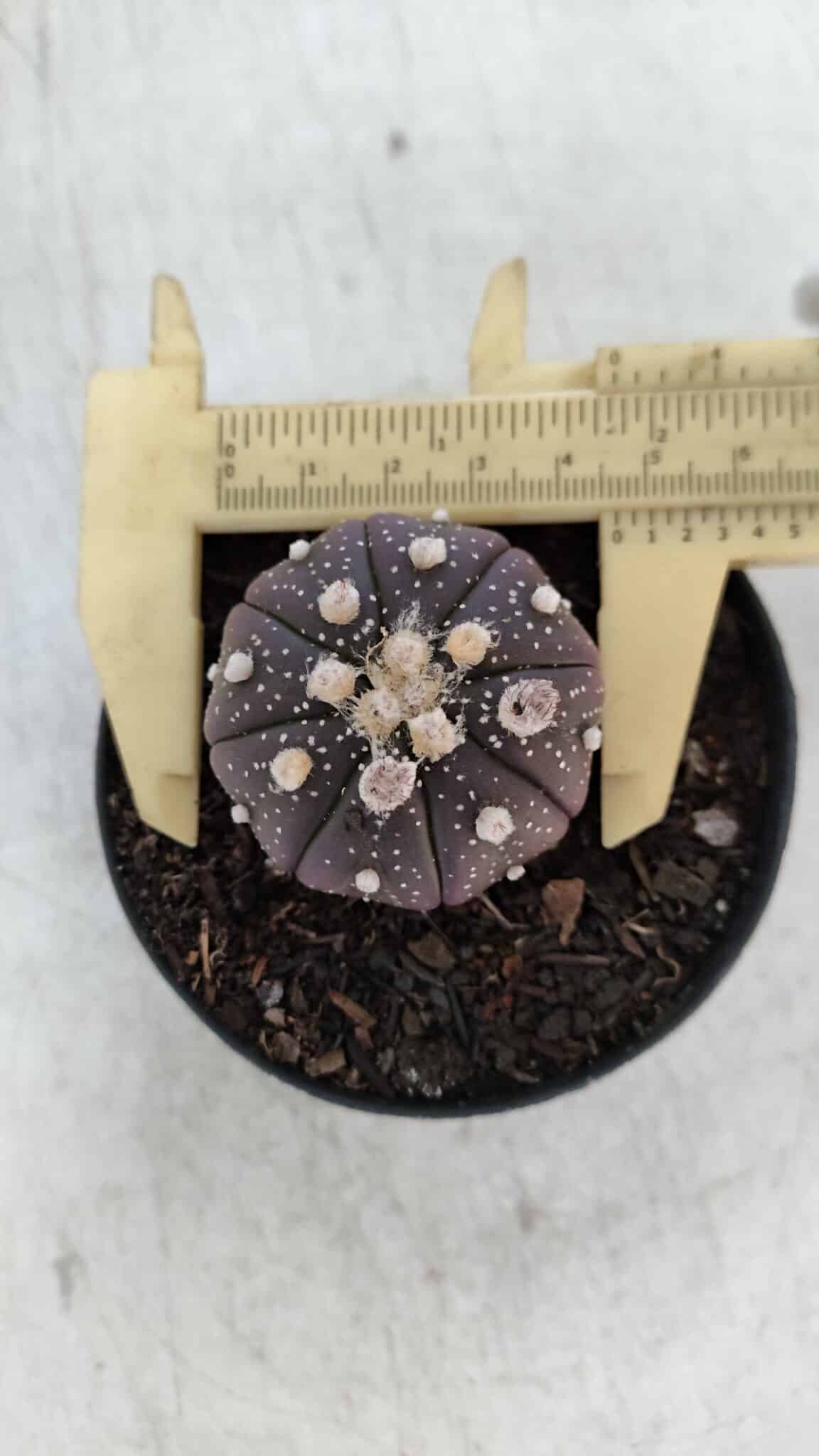 ASTROPHYTUM ASTERIAS “Purple”  Nº 915 – vaso 09
