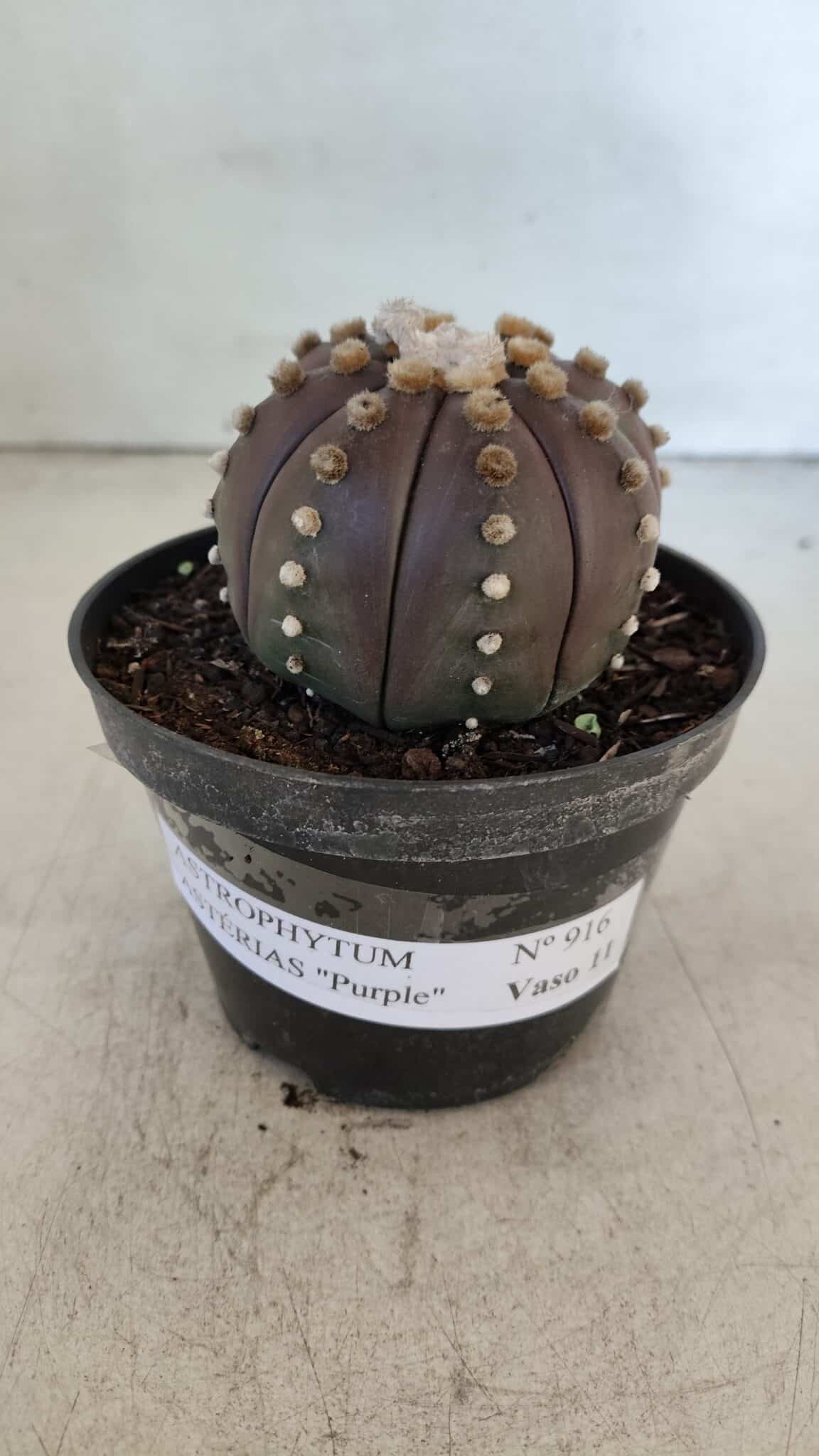 ASTROPHYTUM ASTERIAS “Purple”  Nº 916 – vaso 11