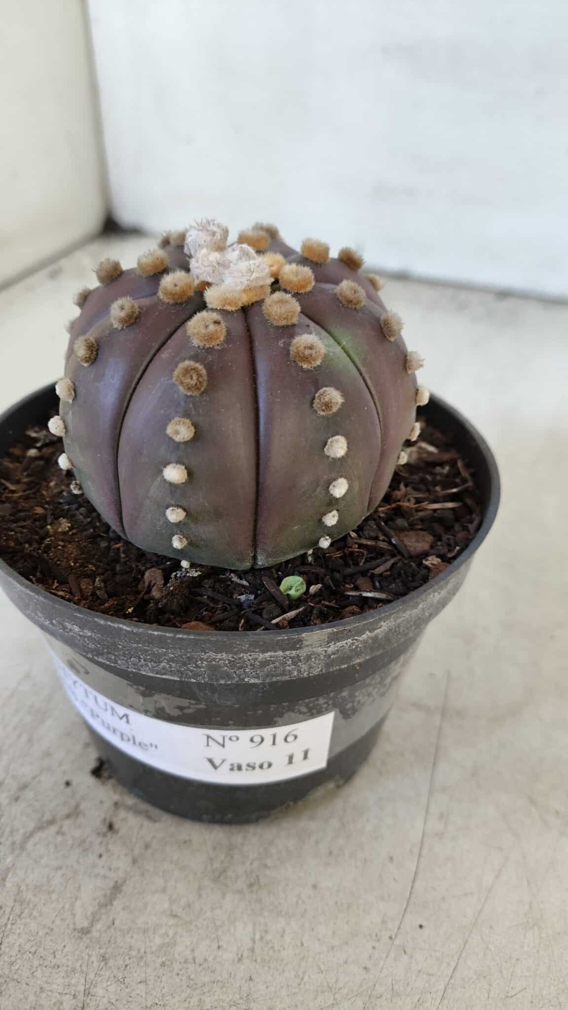 ASTROPHYTUM ASTERIAS “Purple”  Nº 916 – vaso 11