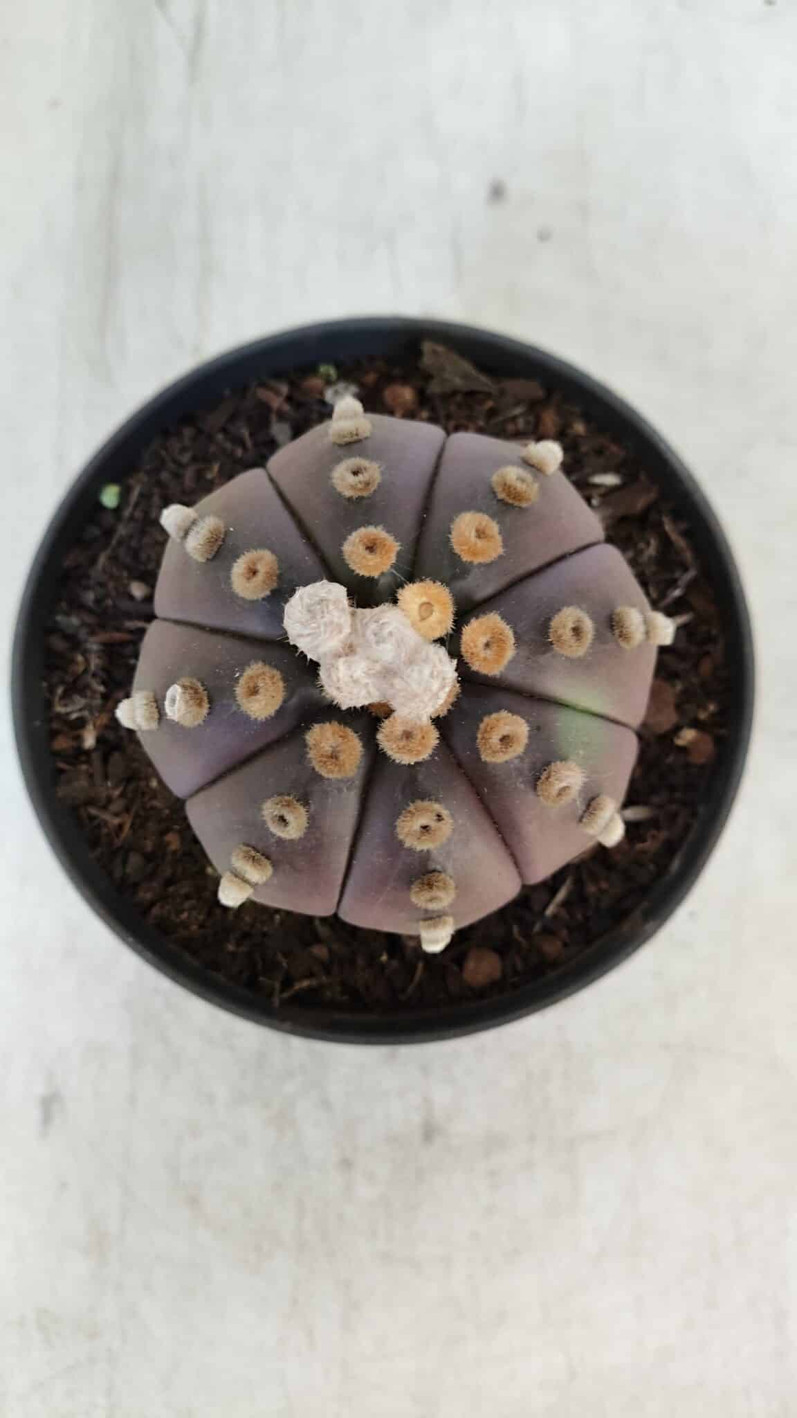ASTROPHYTUM ASTERIAS “Purple”  Nº 916 – vaso 11