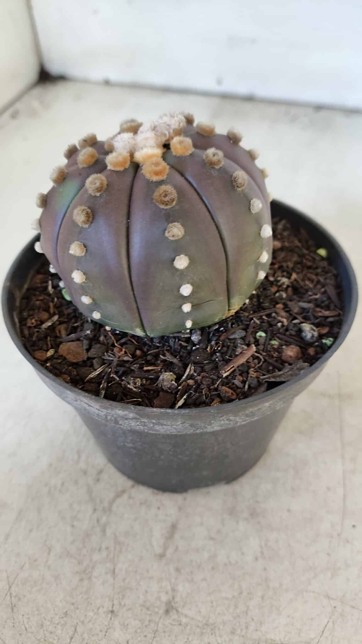 ASTROPHYTUM ASTERIAS “Purple”  Nº 916 – vaso 11