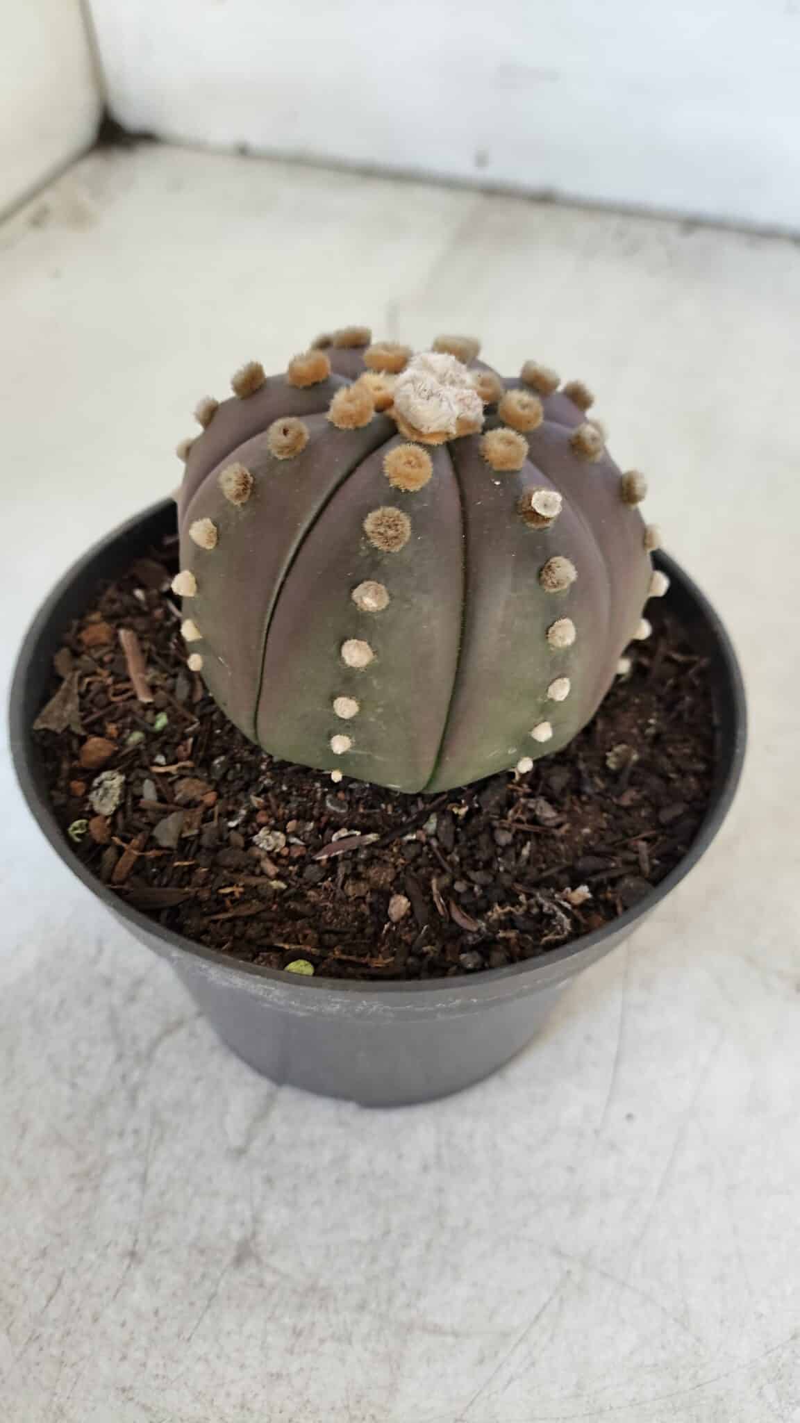 ASTROPHYTUM ASTERIAS “Purple”  Nº 916 – vaso 11