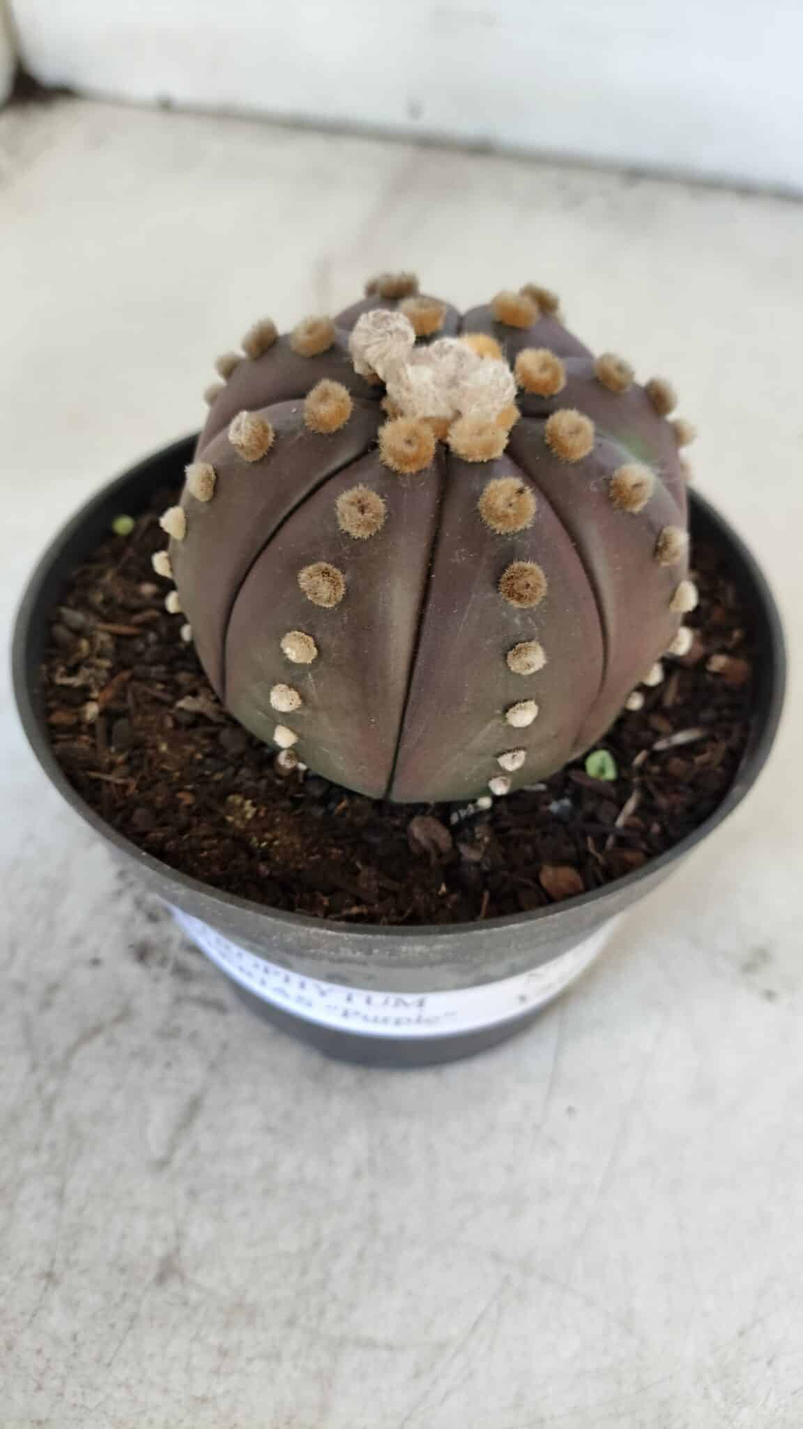 ASTROPHYTUM ASTERIAS “Purple”  Nº 916 – vaso 11