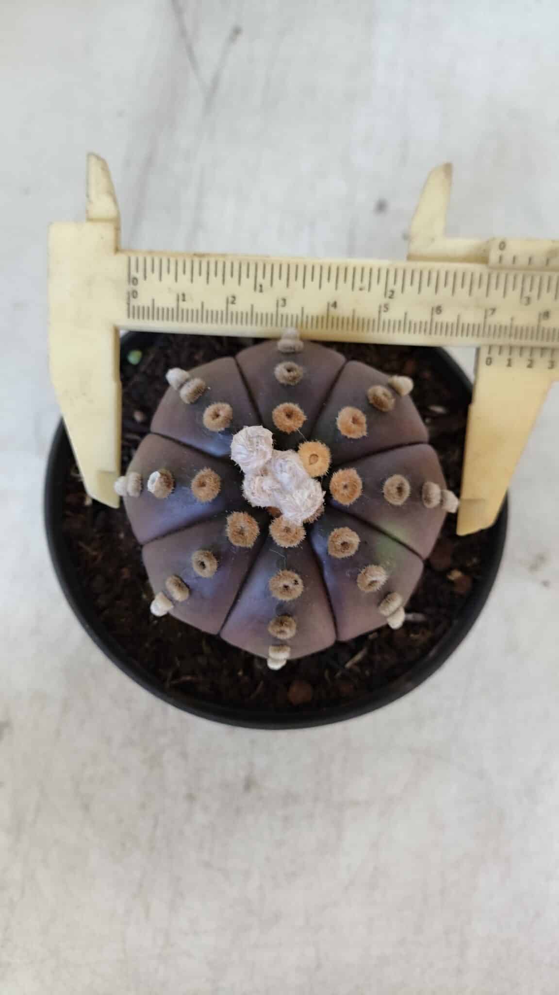 ASTROPHYTUM ASTERIAS “Purple”  Nº 916 – vaso 11