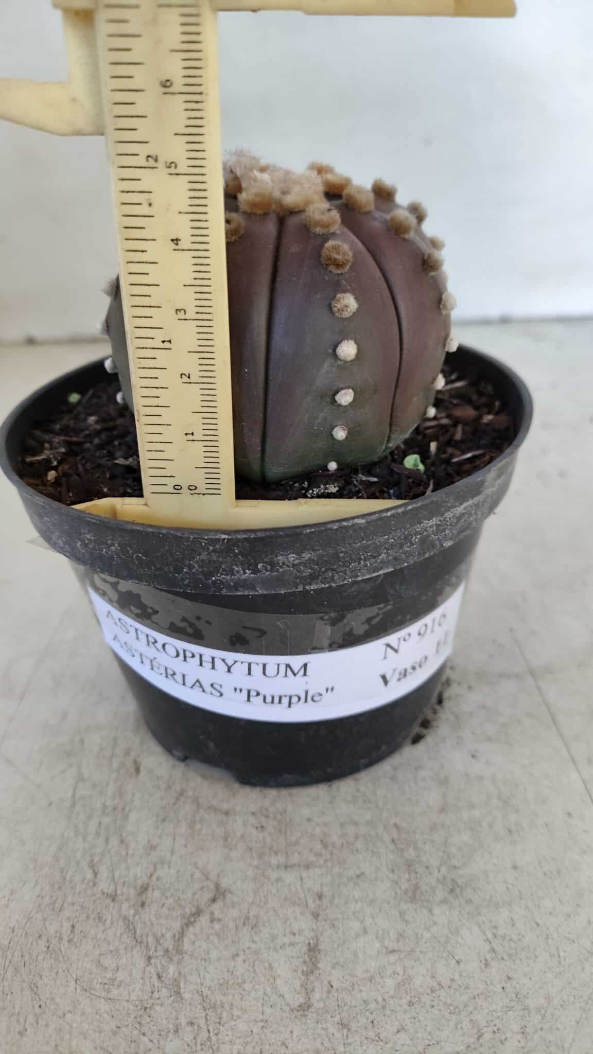 ASTROPHYTUM ASTERIAS “Purple”  Nº 916 – vaso 11