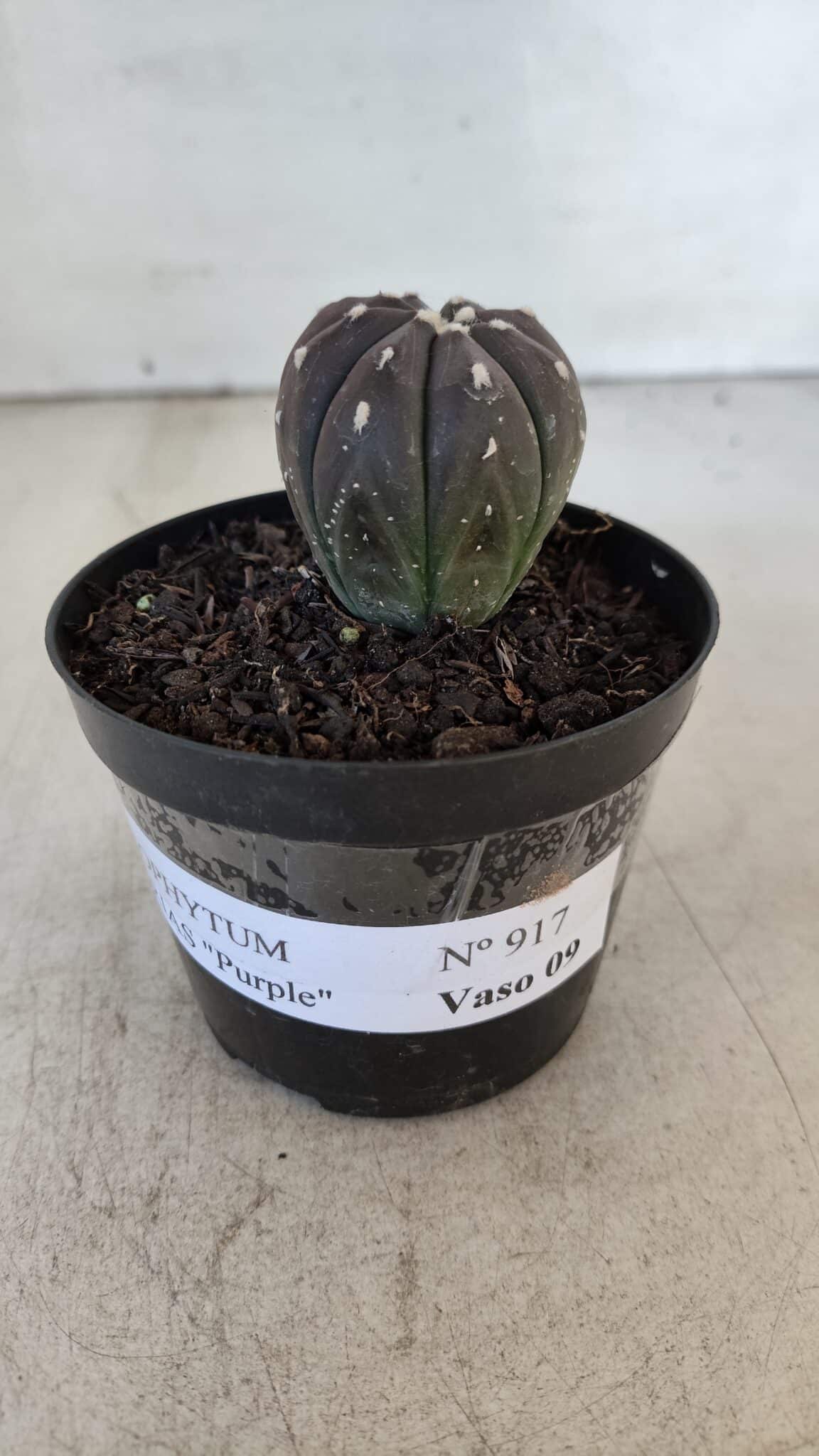ASTROPHYTUM ASTERIAS “Purple”  Nº 917 – vaso 09