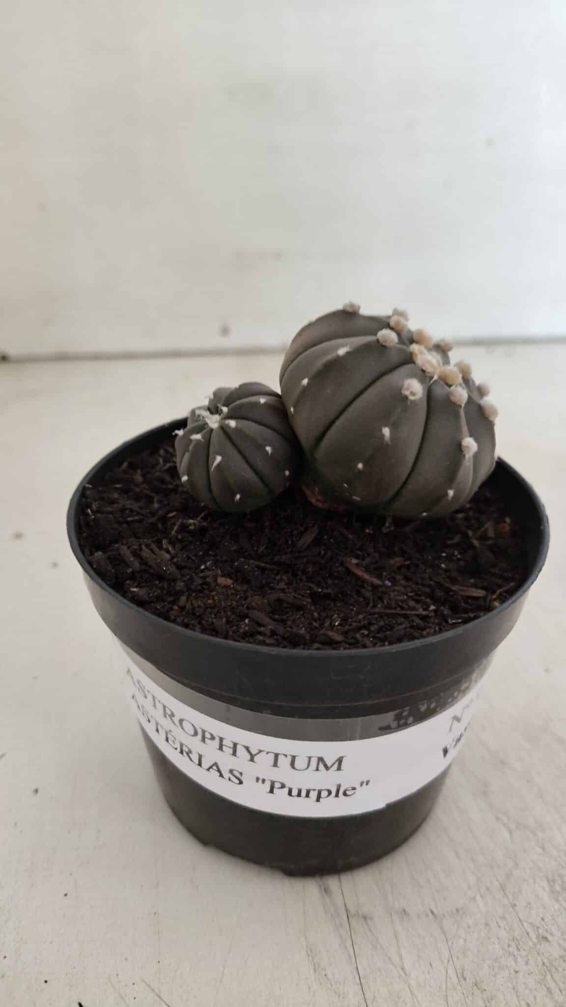 ASTROPHYTUM ASTERIAS BICÉFALO “Purple”  Nº 917 – vaso 09