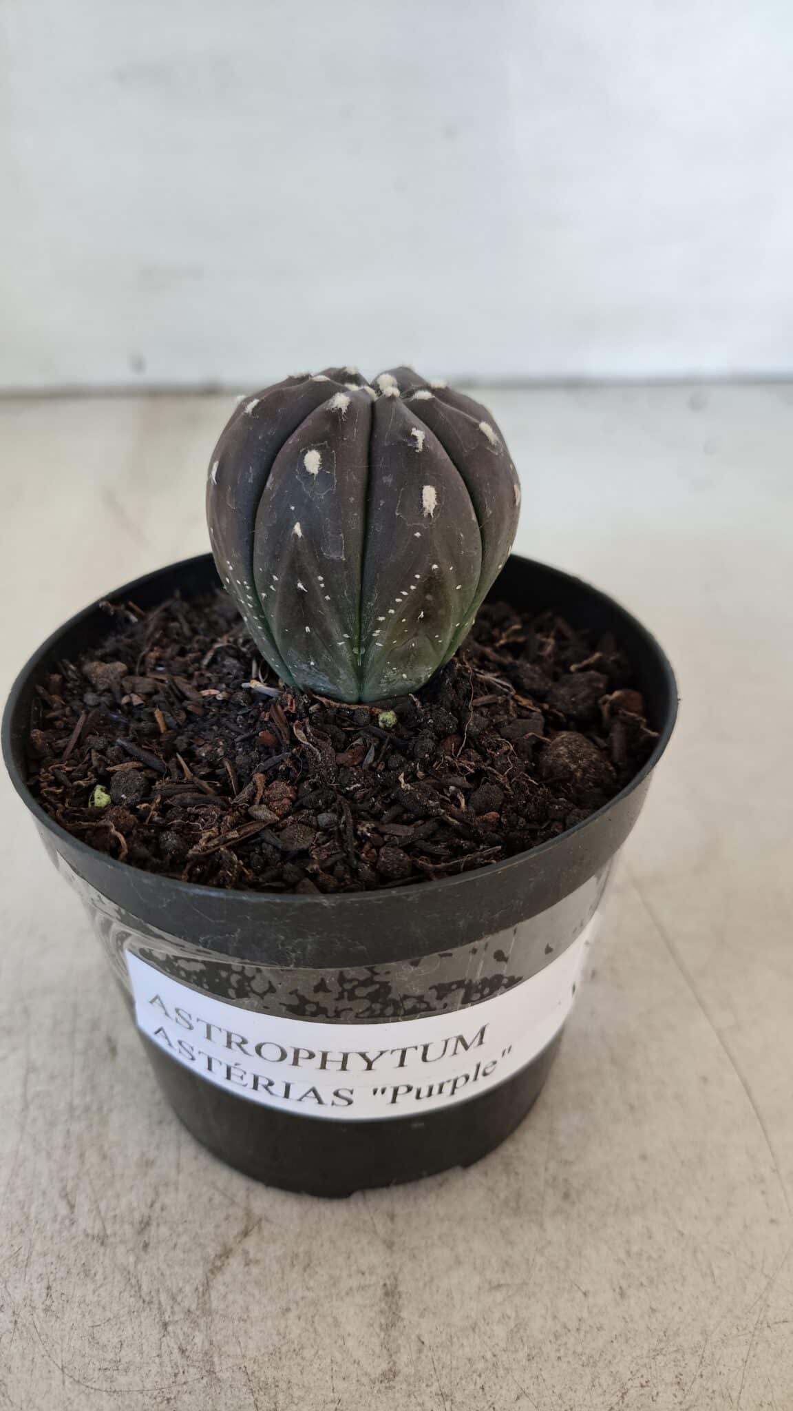ASTROPHYTUM ASTERIAS “Purple”  Nº 917 – vaso 09