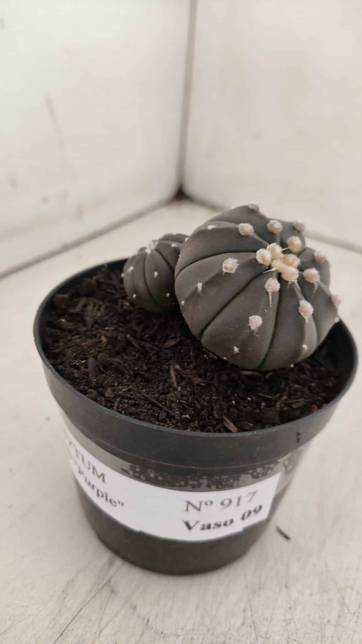 ASTROPHYTUM ASTERIAS BICÉFALO “Purple”  Nº 917 – vaso 09