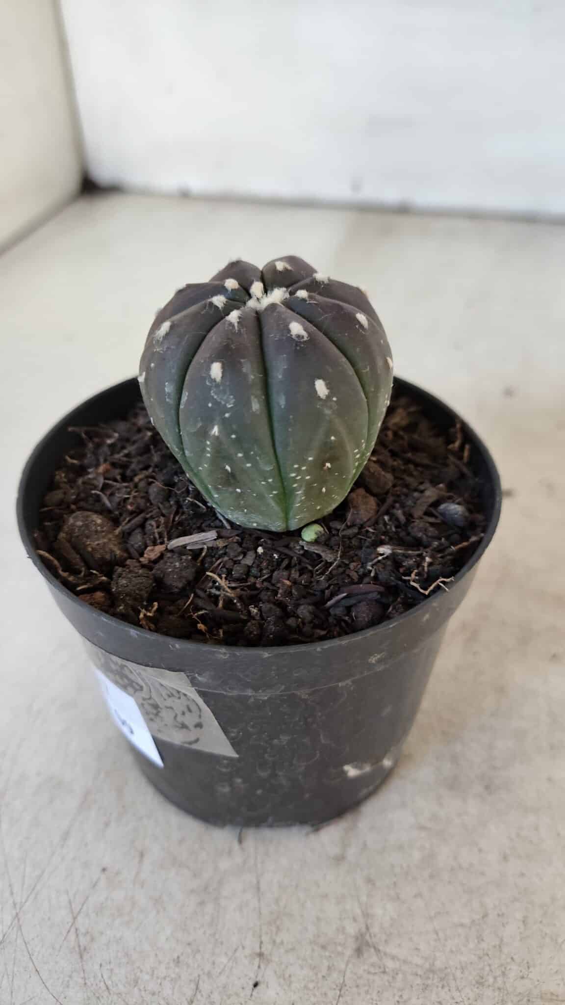 ASTROPHYTUM ASTERIAS “Purple”  Nº 917 – vaso 09