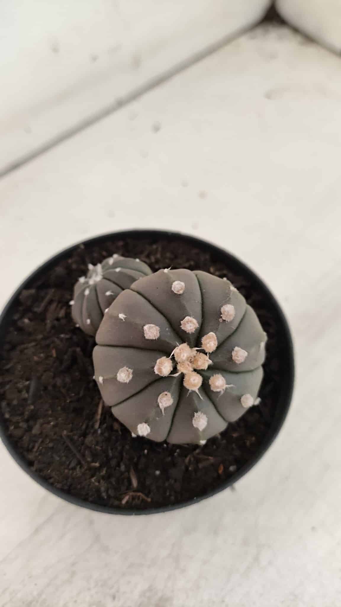 ASTROPHYTUM ASTERIAS BICÉFALO “Purple”  Nº 917 – vaso 09