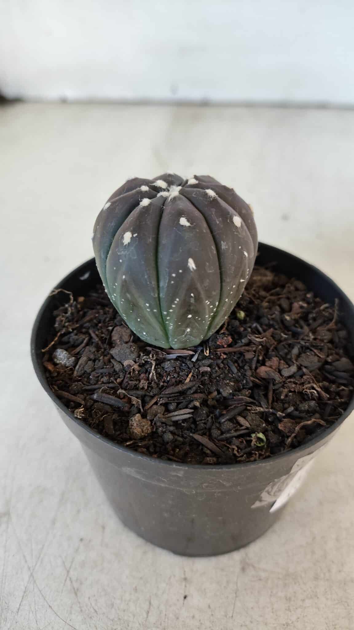 ASTROPHYTUM ASTERIAS “Purple”  Nº 917 – vaso 09