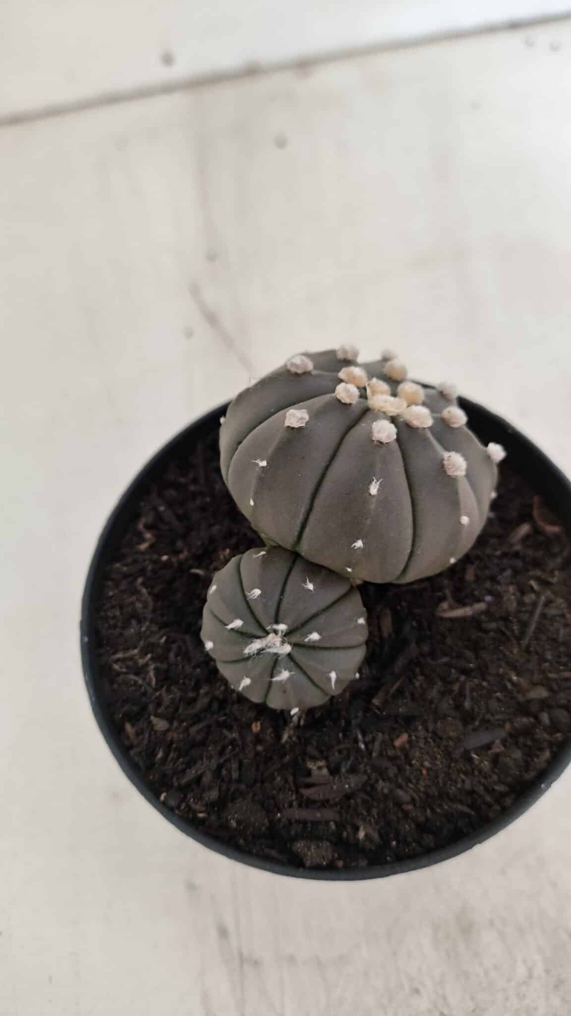 ASTROPHYTUM ASTERIAS BICÉFALO “Purple”  Nº 917 – vaso 09
