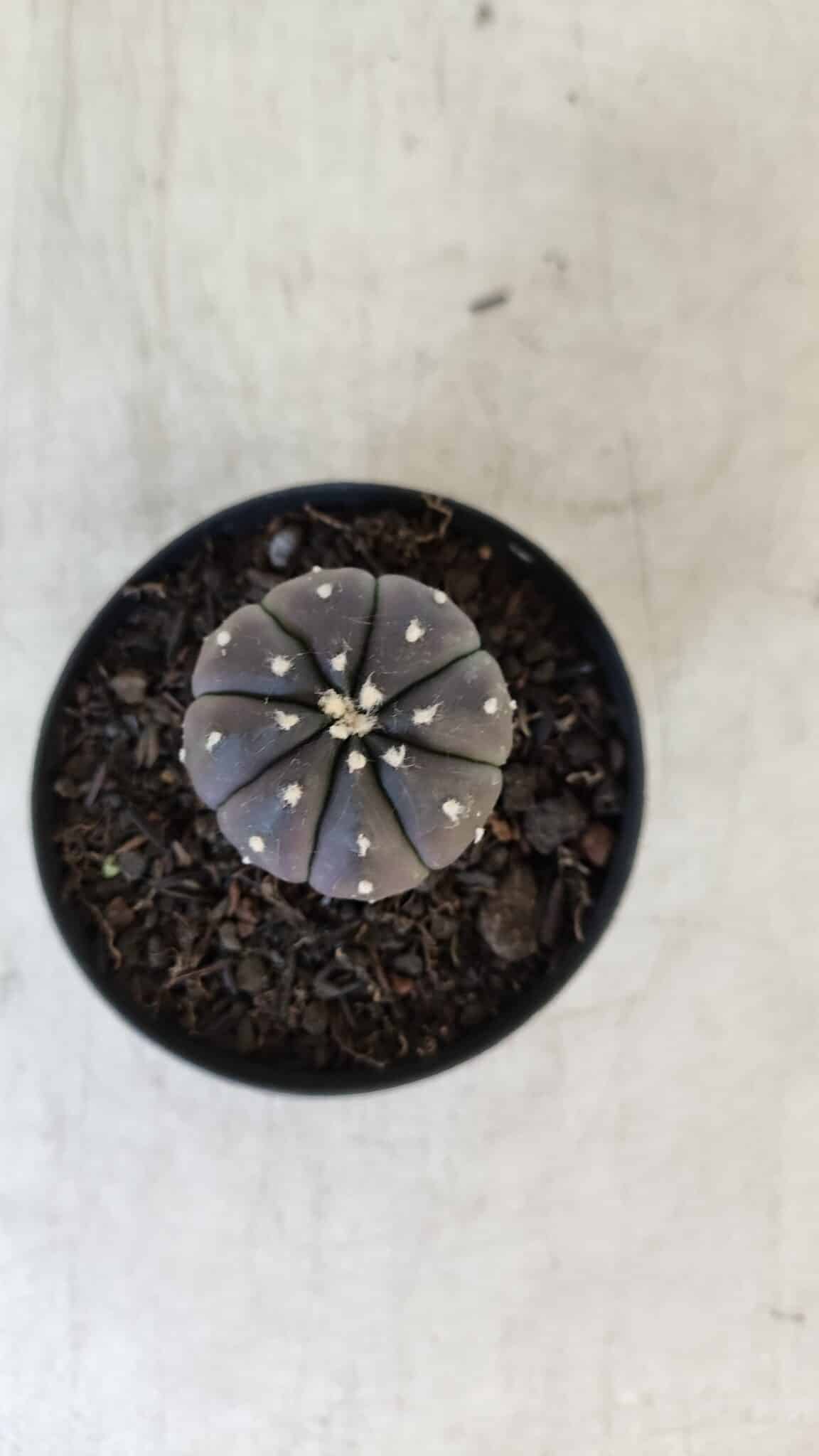 ASTROPHYTUM ASTERIAS “Purple”  Nº 917 – vaso 09