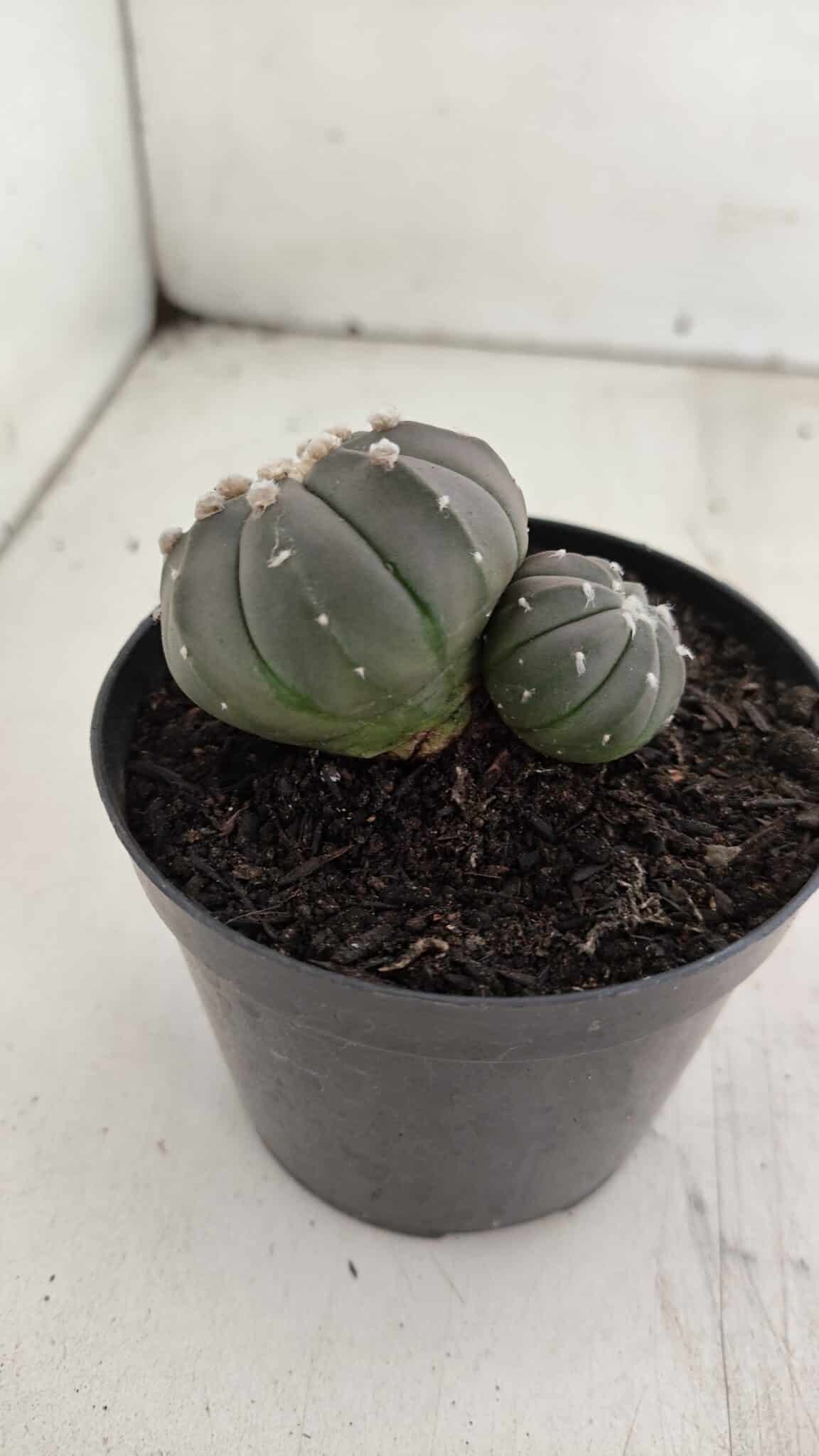 ASTROPHYTUM ASTERIAS BICÉFALO “Purple”  Nº 917 – vaso 09
