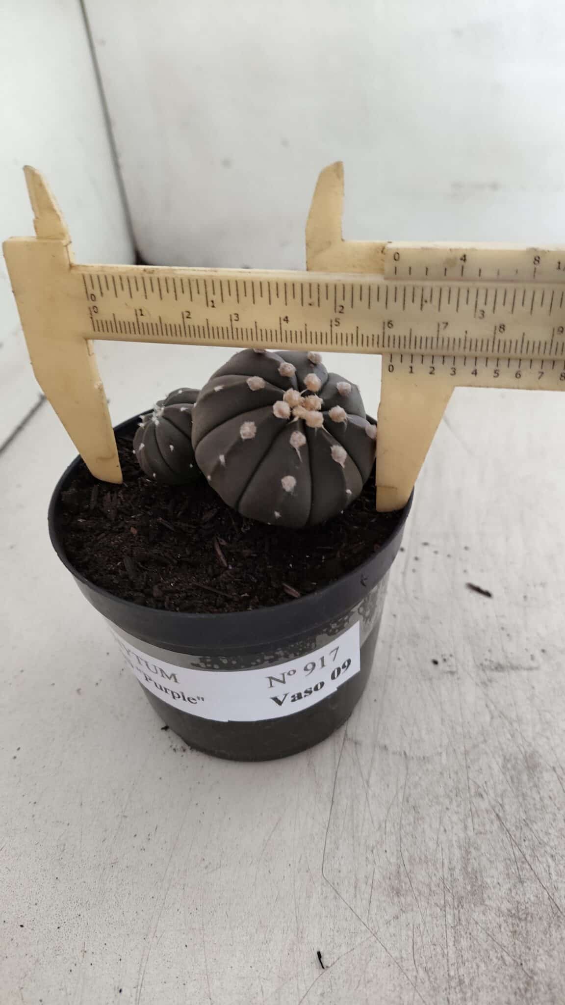 ASTROPHYTUM ASTERIAS BICÉFALO “Purple”  Nº 917 – vaso 09