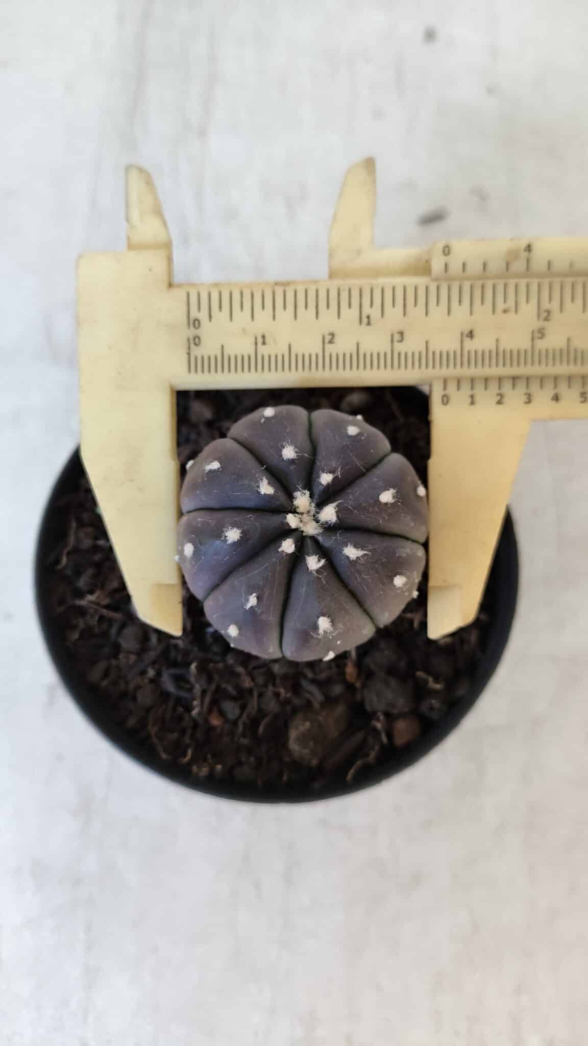 ASTROPHYTUM ASTERIAS “Purple”  Nº 917 – vaso 09