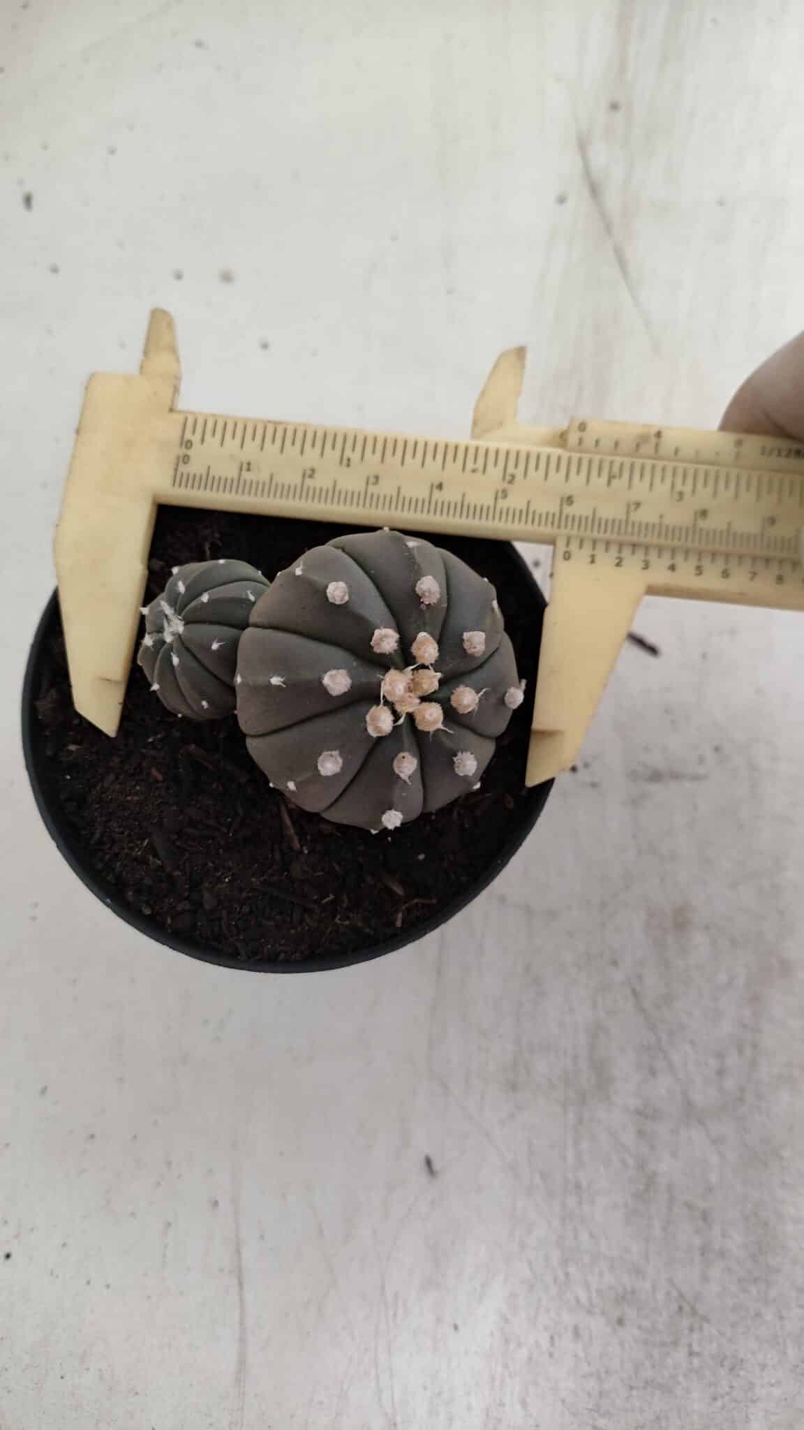 ASTROPHYTUM ASTERIAS BICÉFALO “Purple”  Nº 917 – vaso 09