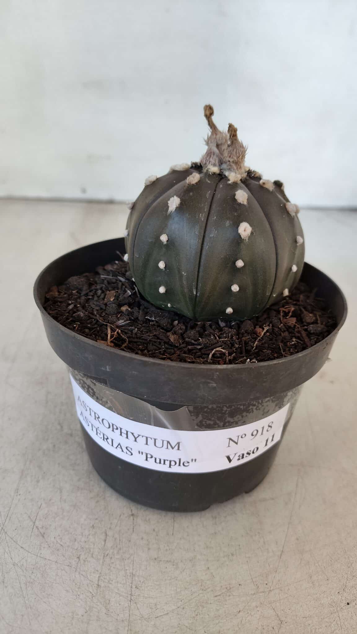 ASTROPHYTUM ASTERIAS “Purple”  Nº 918 – vaso 11