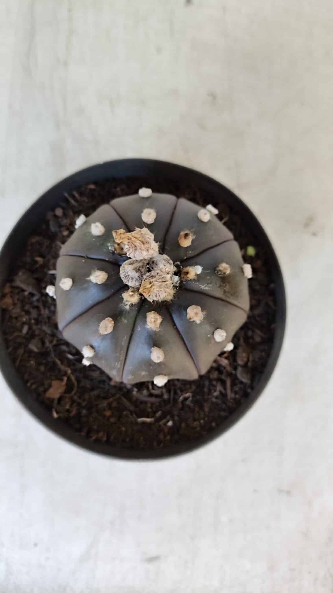 ASTROPHYTUM ASTERIAS “Purple”  Nº 918 – vaso 11