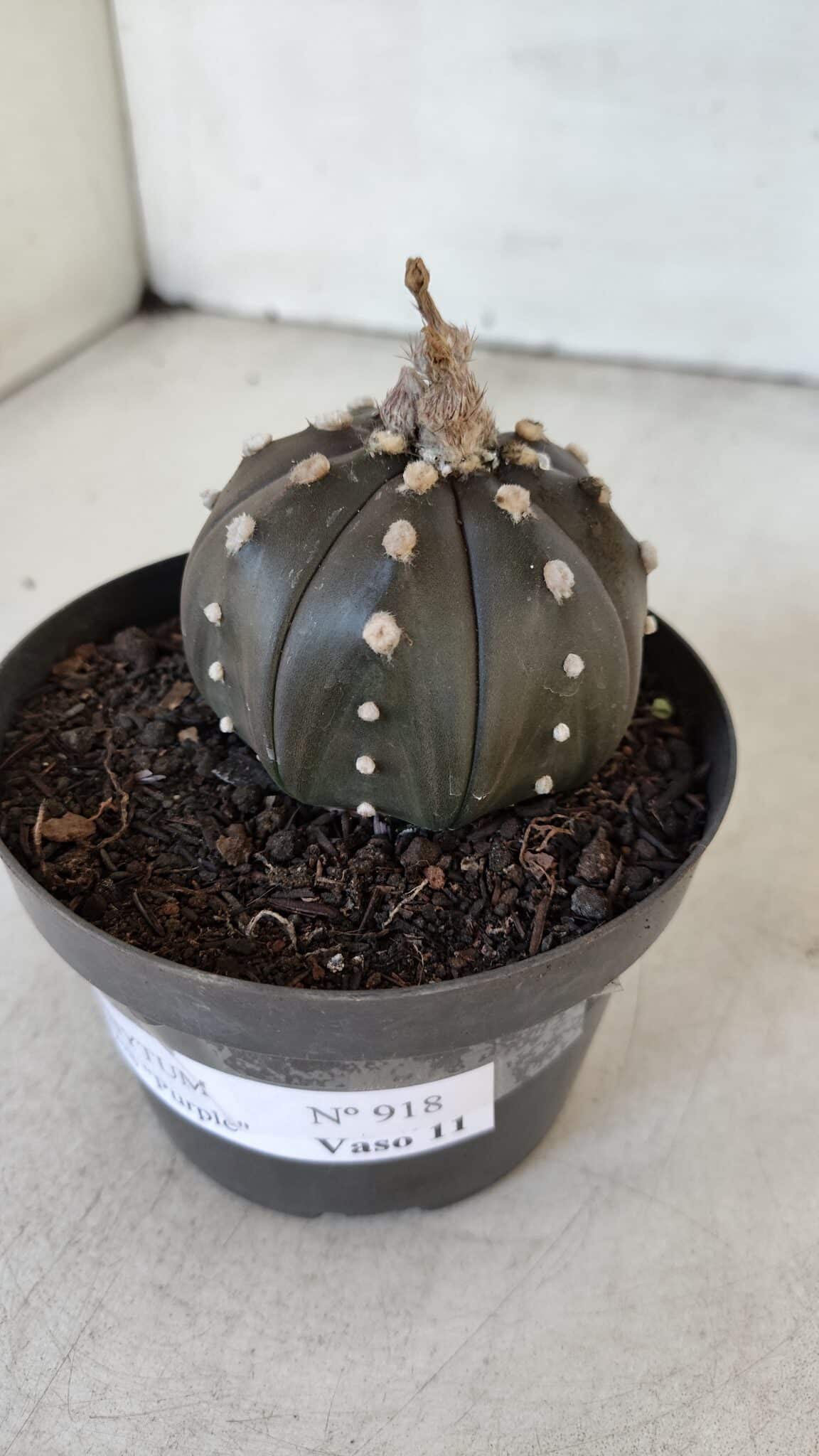 ASTROPHYTUM ASTERIAS “Purple”  Nº 918 – vaso 11