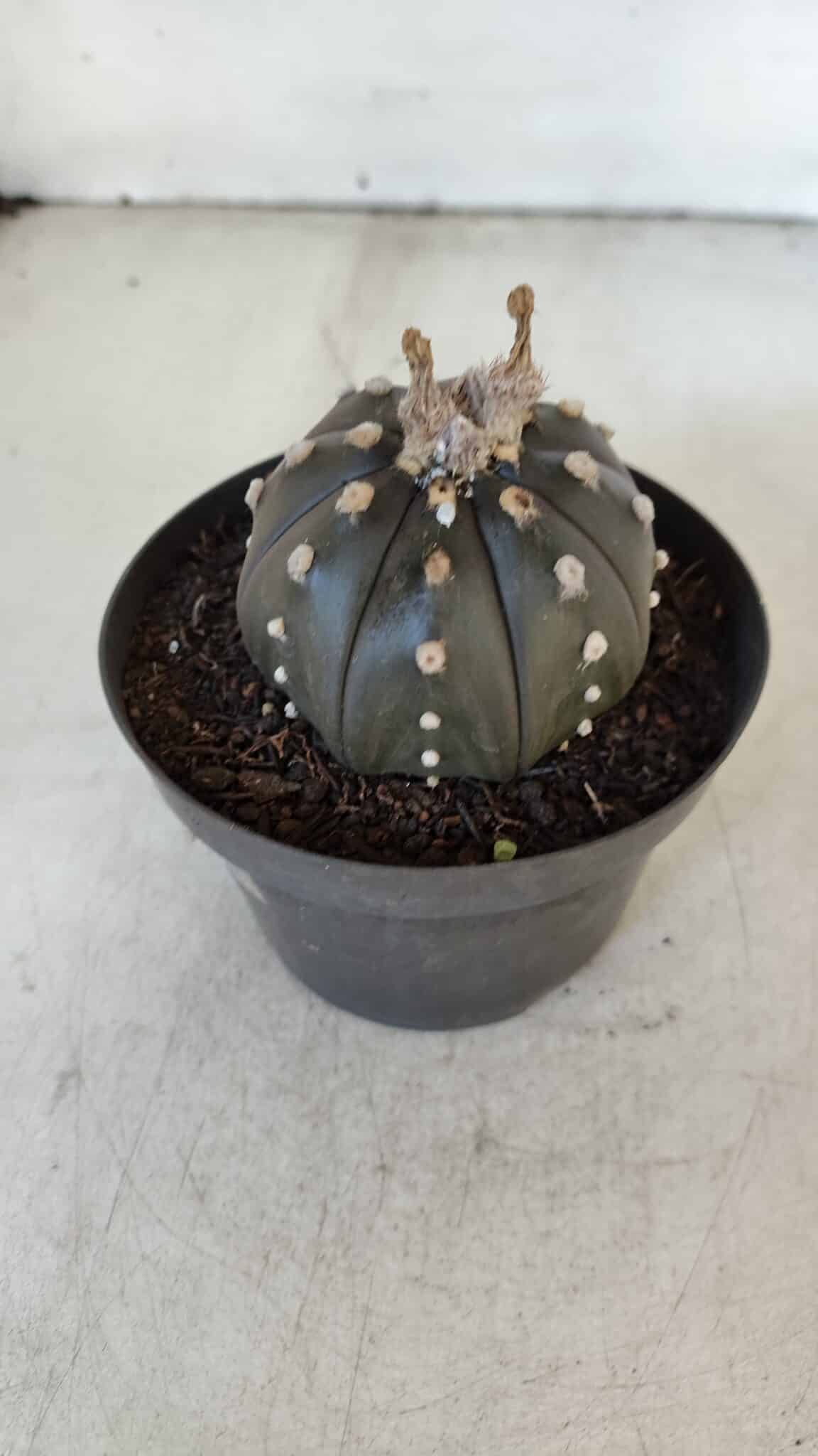 ASTROPHYTUM ASTERIAS “Purple”  Nº 918 – vaso 11