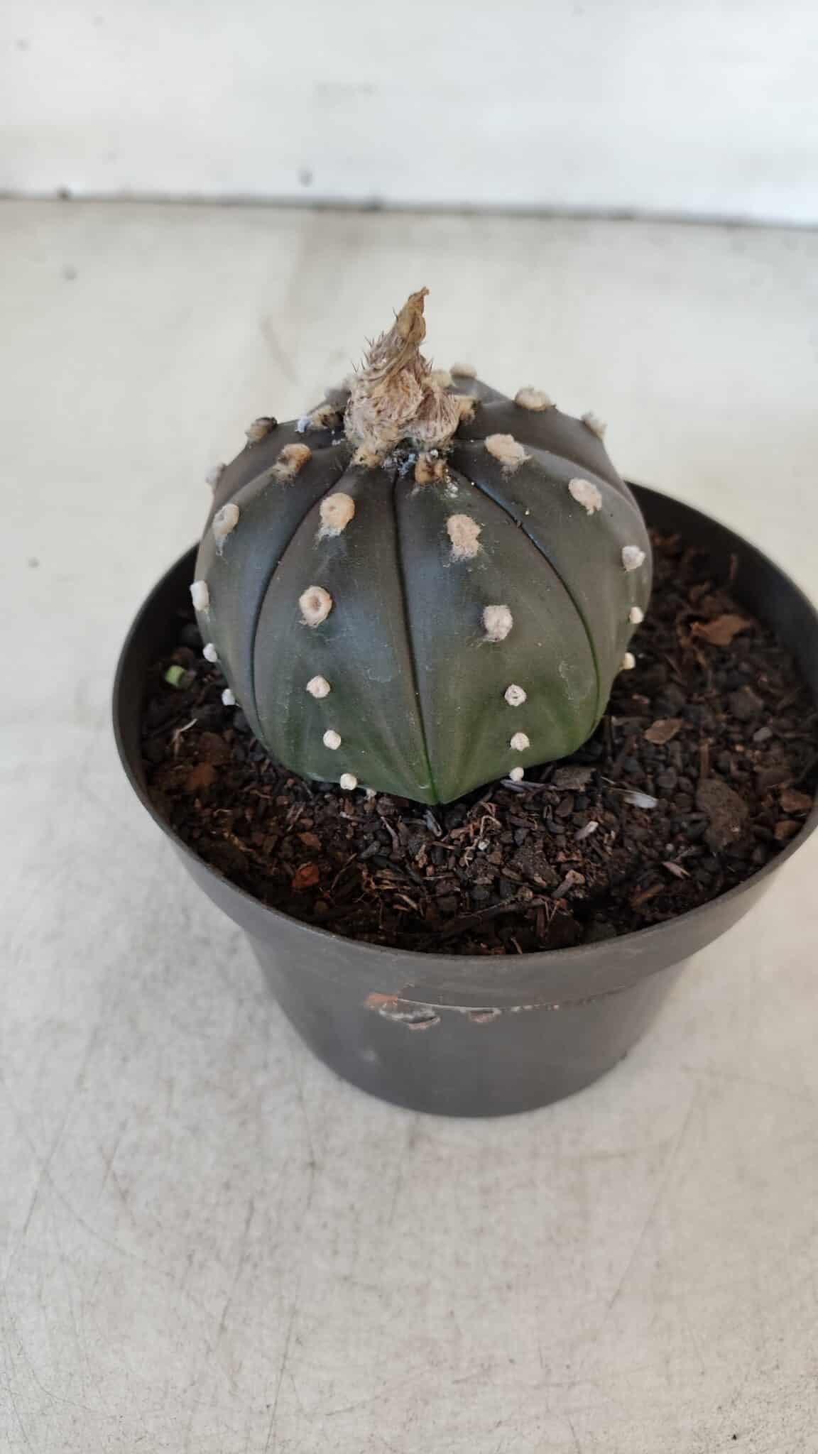 ASTROPHYTUM ASTERIAS “Purple”  Nº 918 – vaso 11