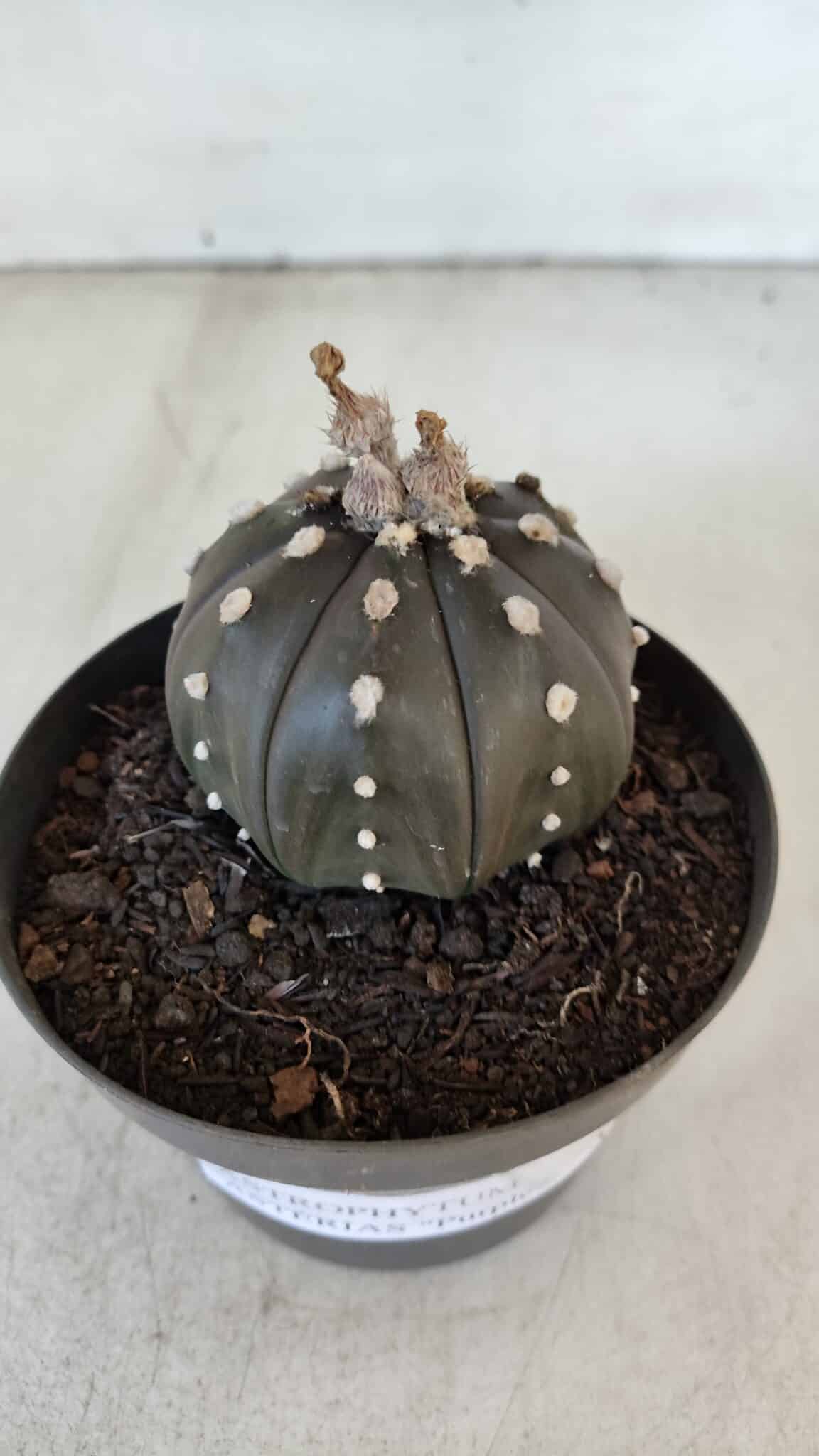 ASTROPHYTUM ASTERIAS “Purple”  Nº 918 – vaso 11