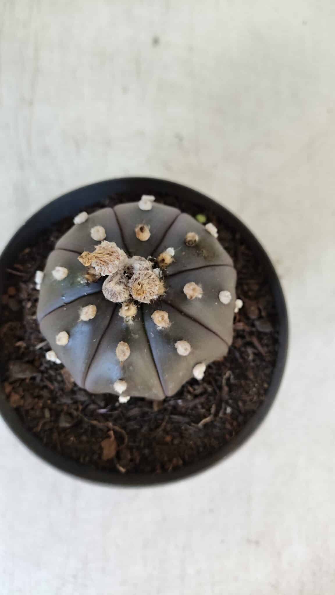 ASTROPHYTUM ASTERIAS “Purple”  Nº 918 – vaso 11