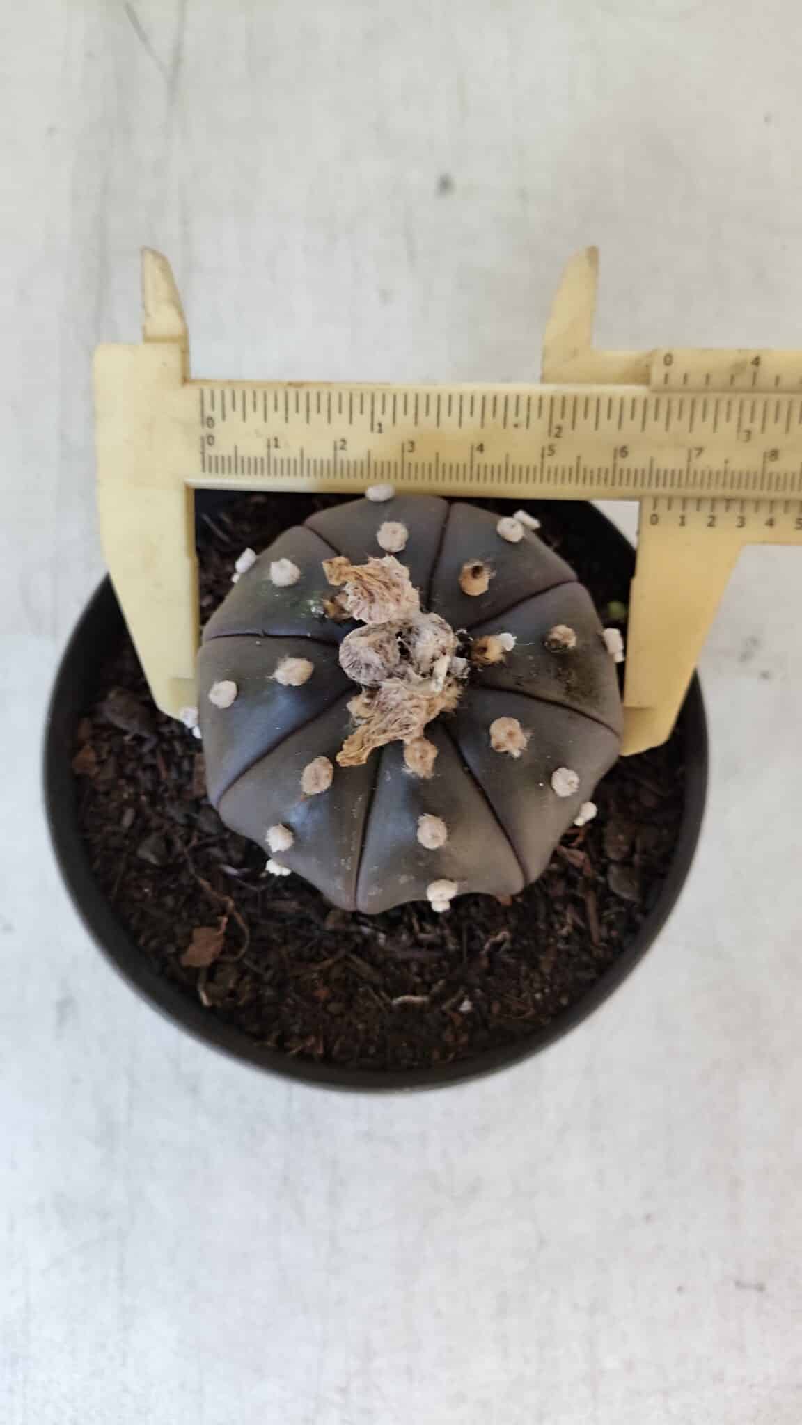 ASTROPHYTUM ASTERIAS “Purple”  Nº 918 – vaso 11