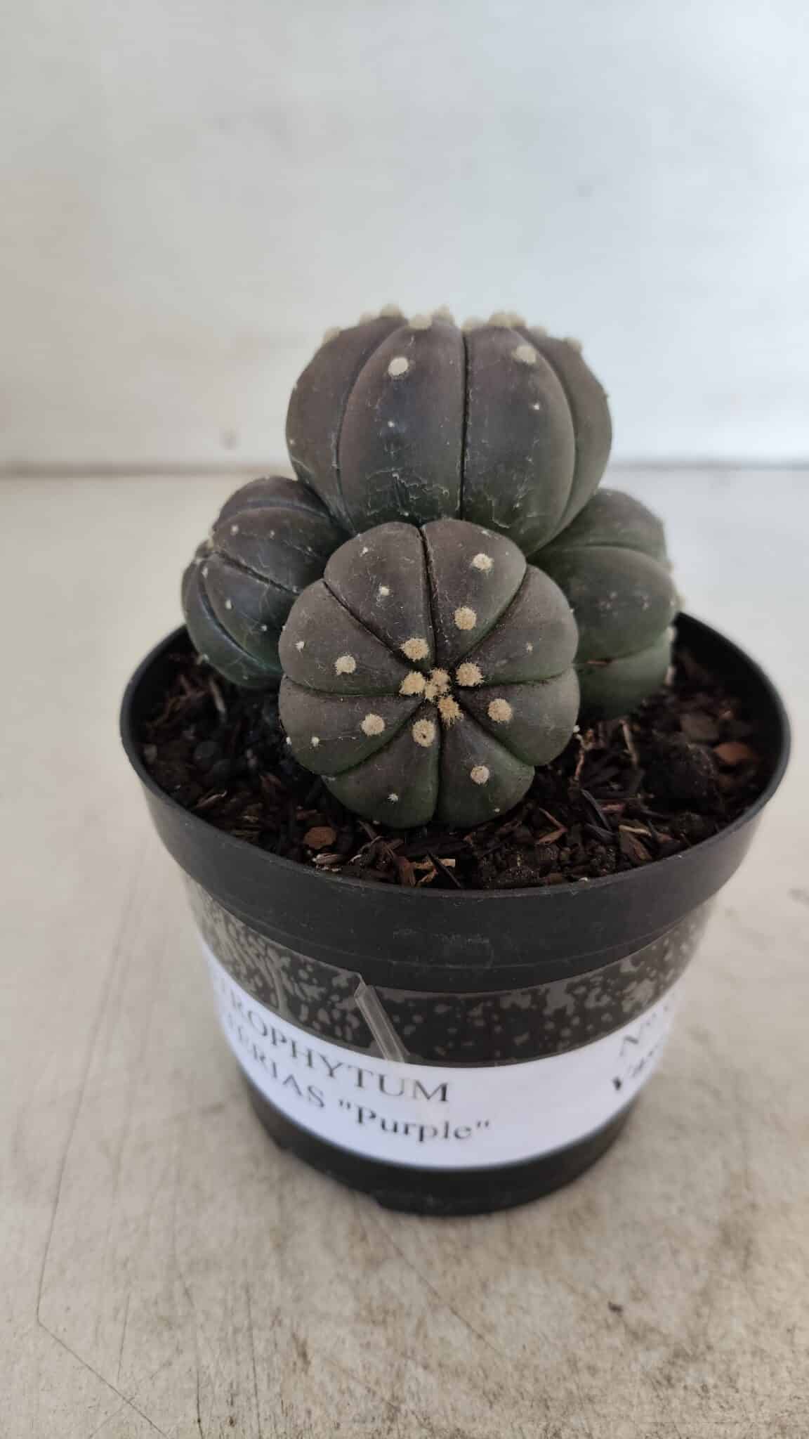 ASTROPHYTUM ASTERIAS “Purple” COLÔNIA  Nº 930 – vaso 09
