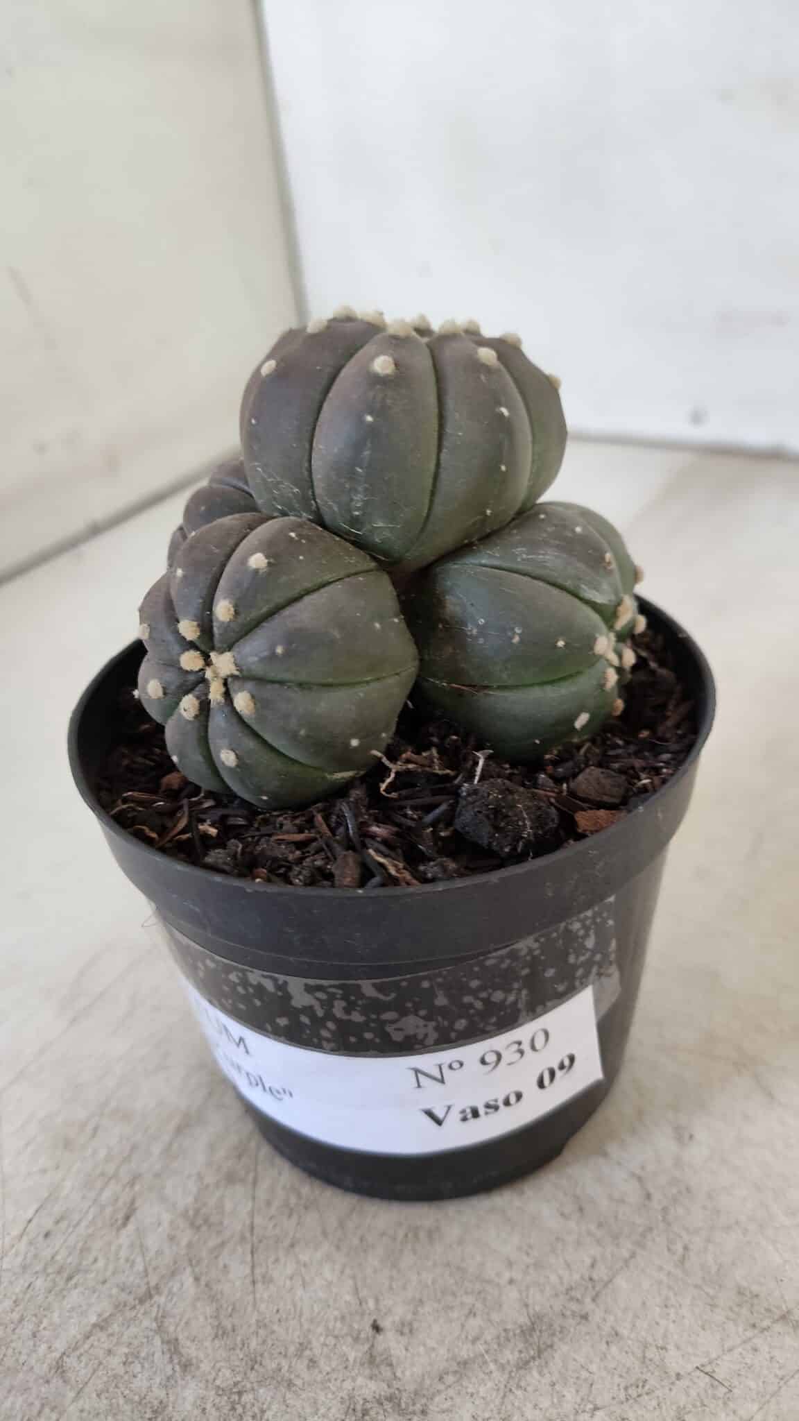 ASTROPHYTUM ASTERIAS “Purple” COLÔNIA  Nº 930 – vaso 09