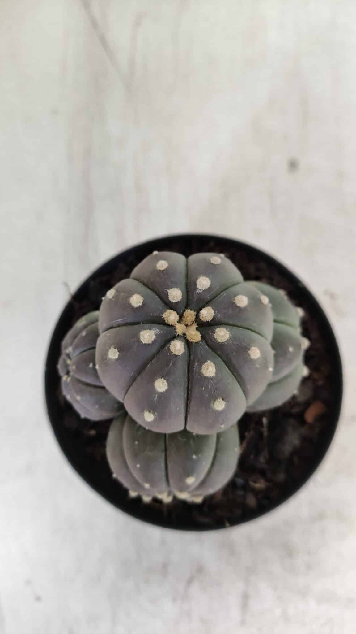 ASTROPHYTUM ASTERIAS “Purple” COLÔNIA  Nº 930 – vaso 09