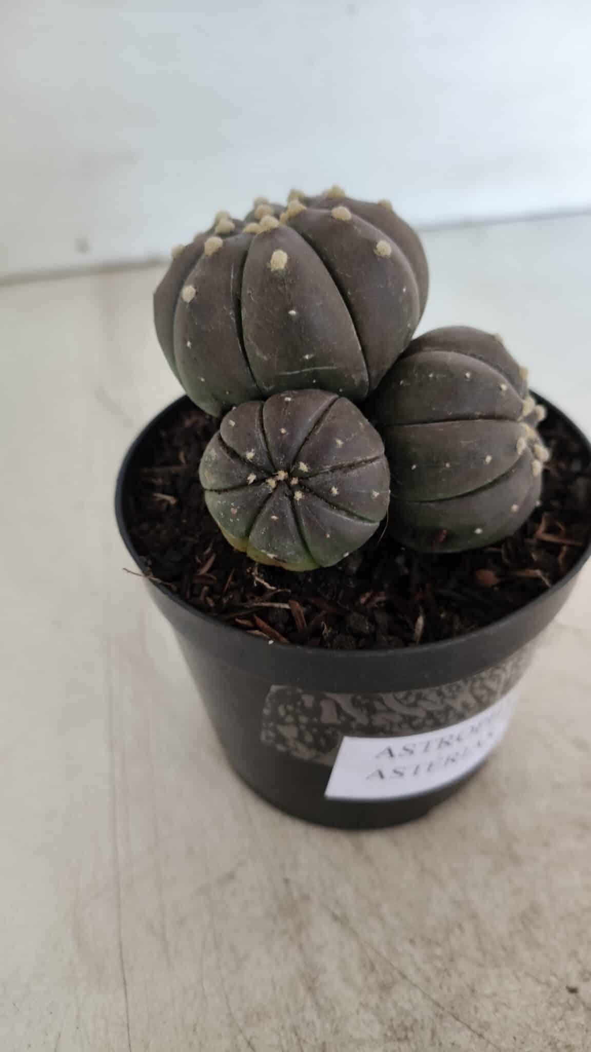 ASTROPHYTUM ASTERIAS “Purple” COLÔNIA  Nº 930 – vaso 09