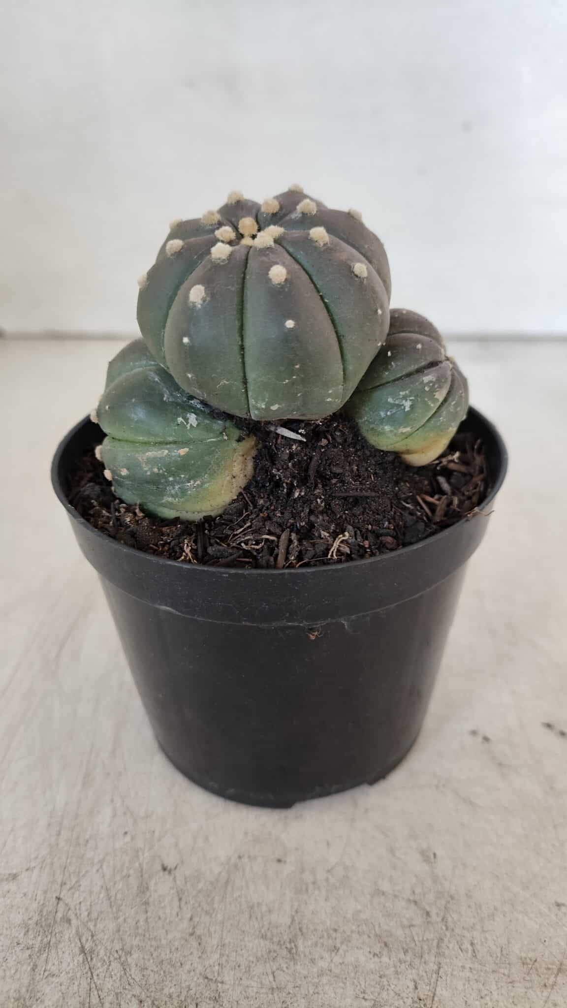 ASTROPHYTUM ASTERIAS “Purple” COLÔNIA  Nº 930 – vaso 09