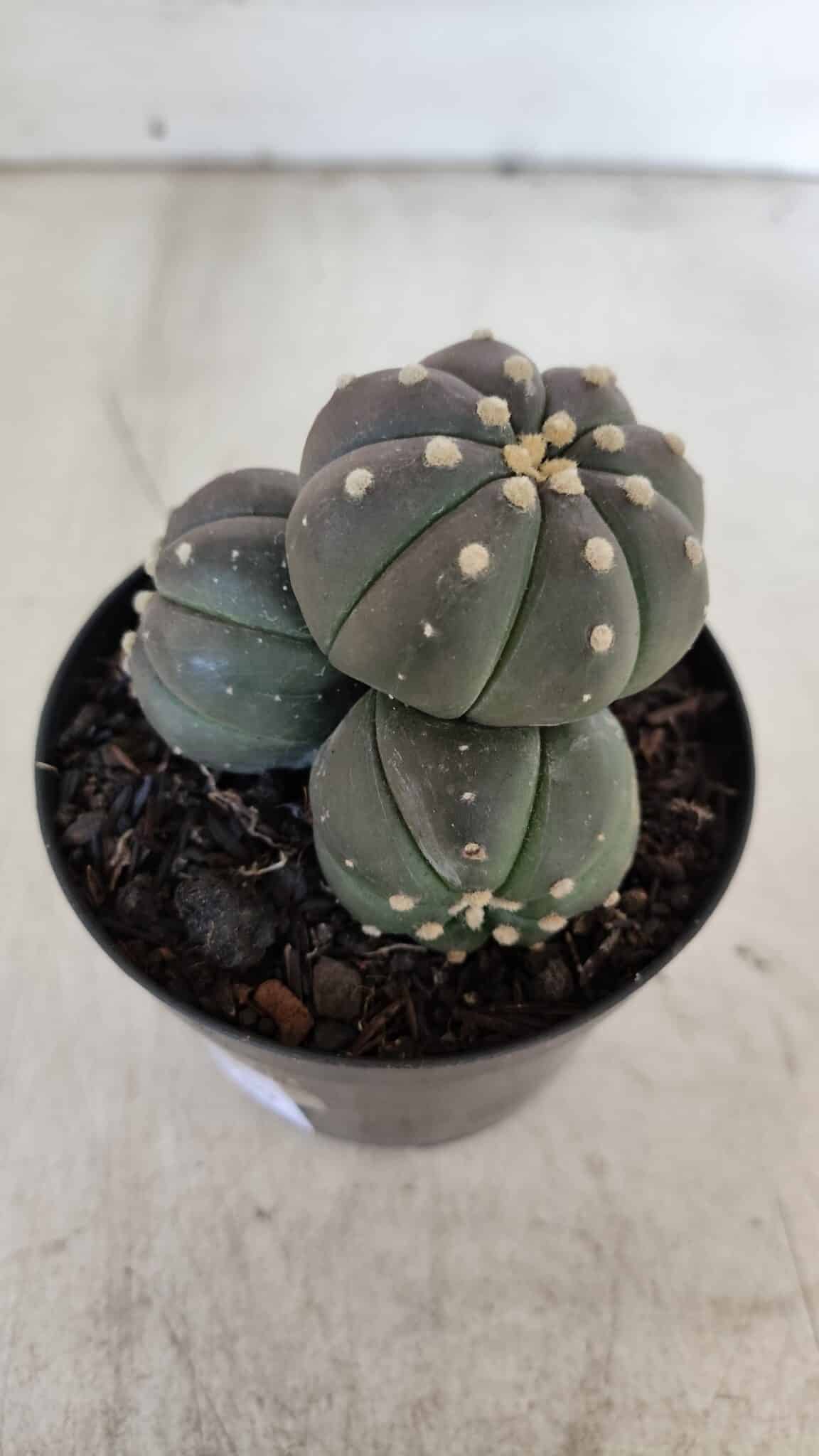 ASTROPHYTUM ASTERIAS “Purple” COLÔNIA  Nº 930 – vaso 09