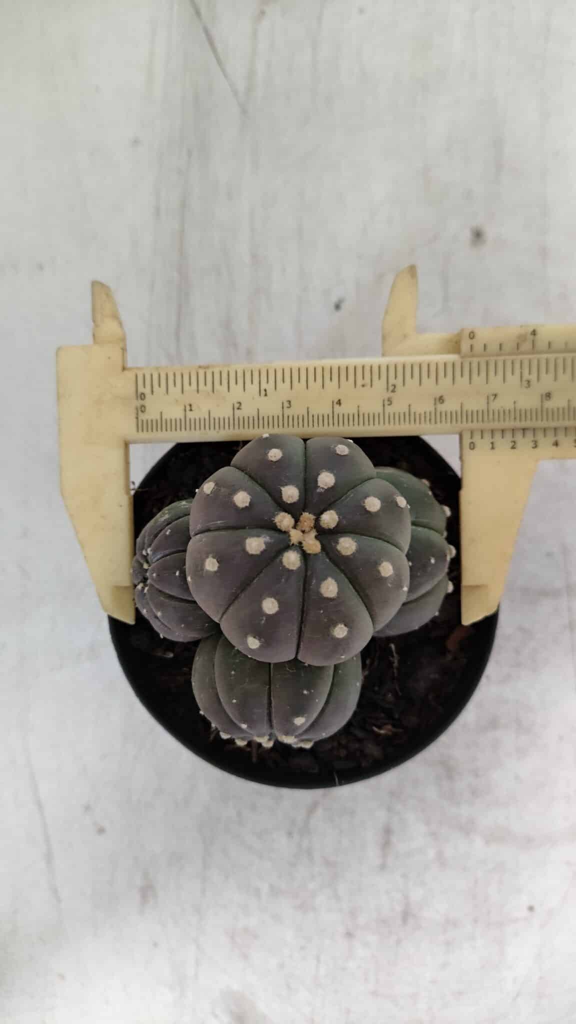 ASTROPHYTUM ASTERIAS “Purple” COLÔNIA  Nº 930 – vaso 09