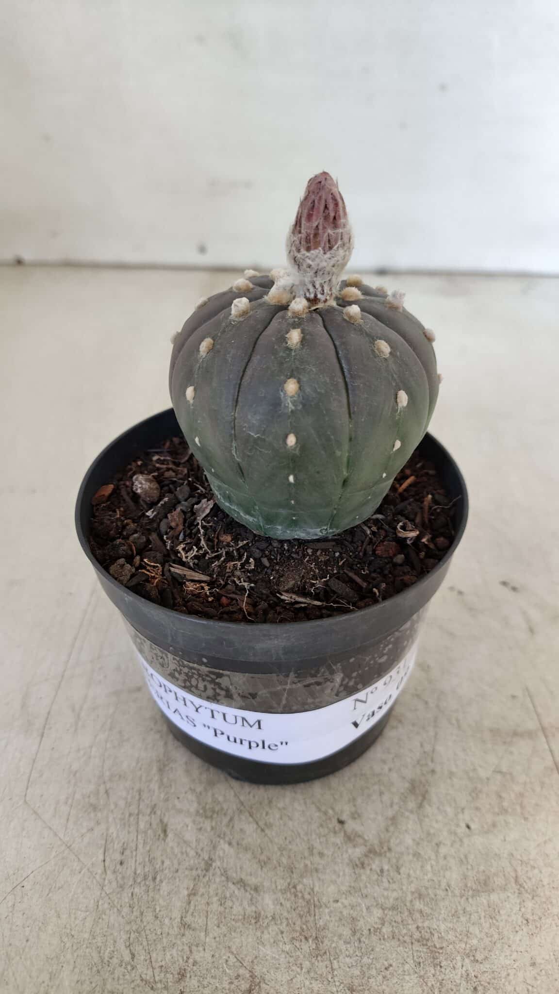 ASTROPHYTUM ASTERIAS “Purple” COLÔNIA  Nº 930 – vaso 09