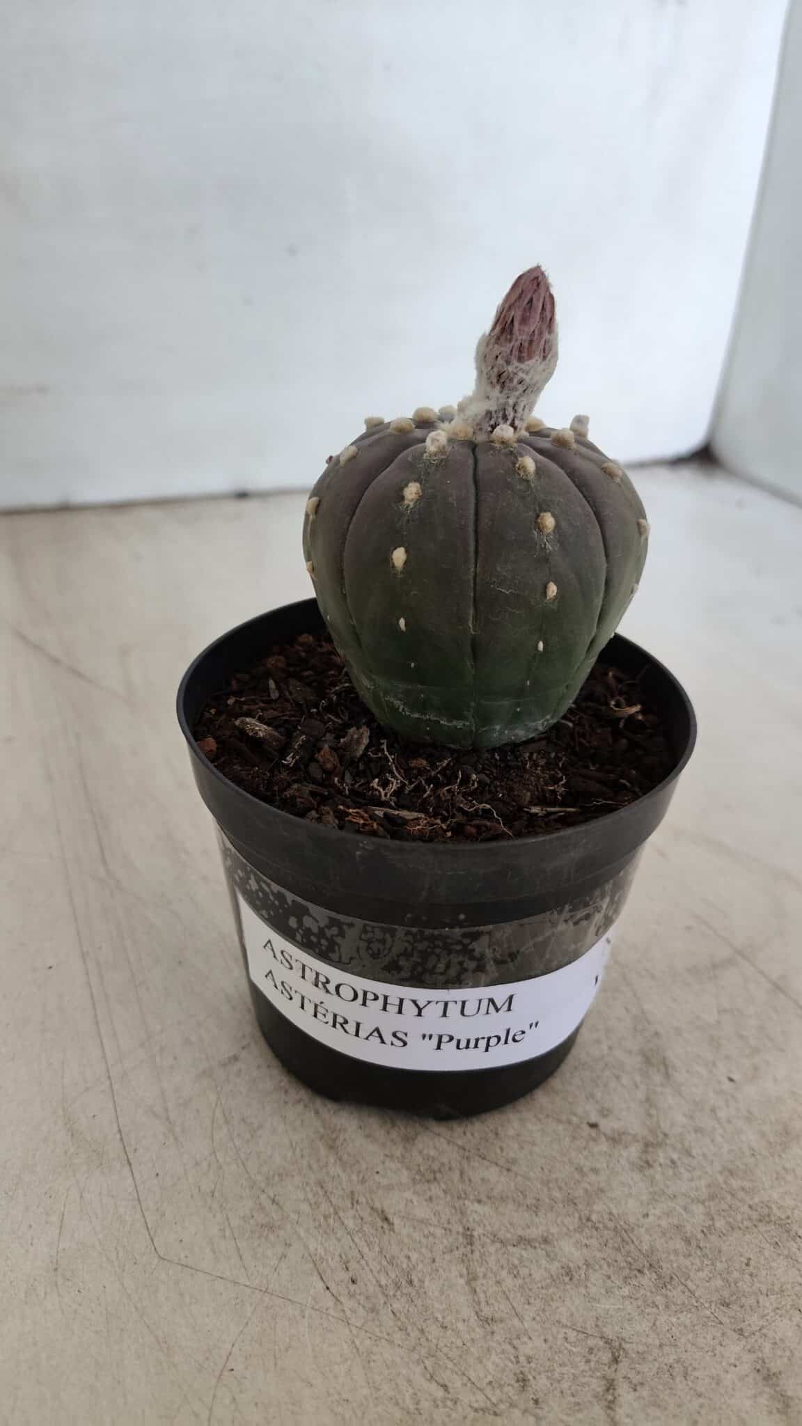 ASTROPHYTUM ASTERIAS “Purple”  Nº 931 – vaso 09