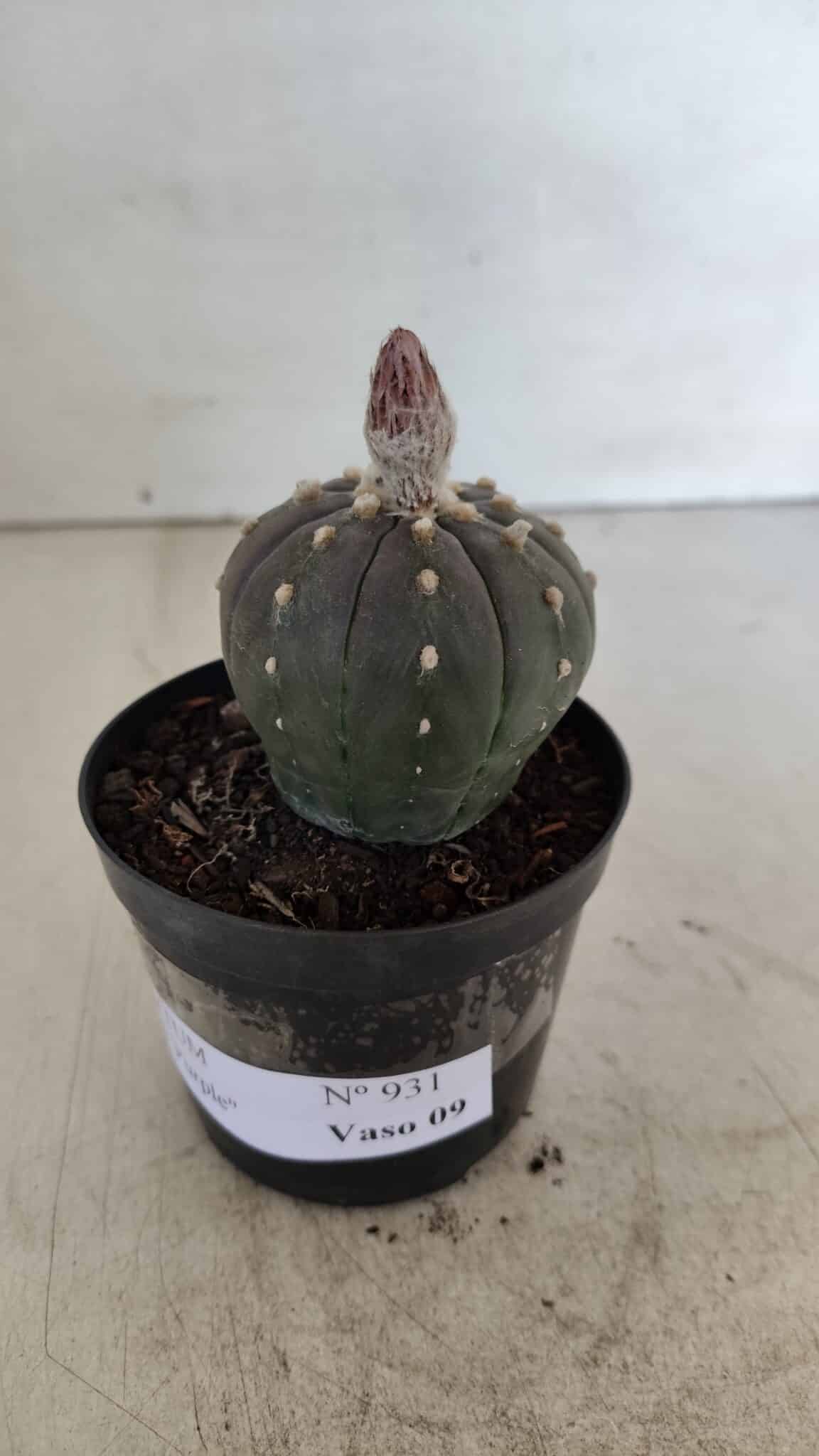 ASTROPHYTUM ASTERIAS “Purple”  Nº 931 – vaso 09