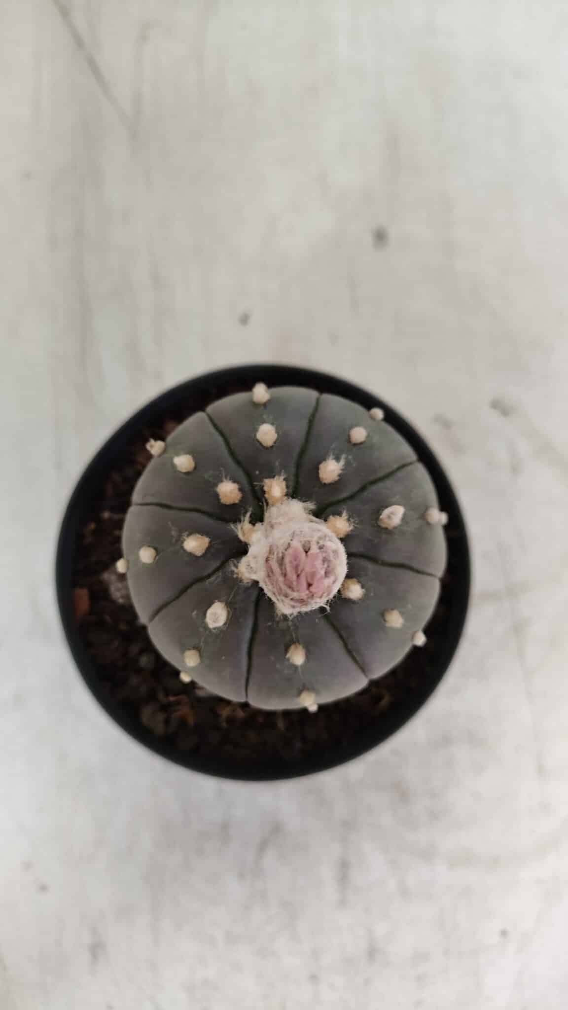 ASTROPHYTUM ASTERIAS “Purple”  Nº 931 – vaso 09