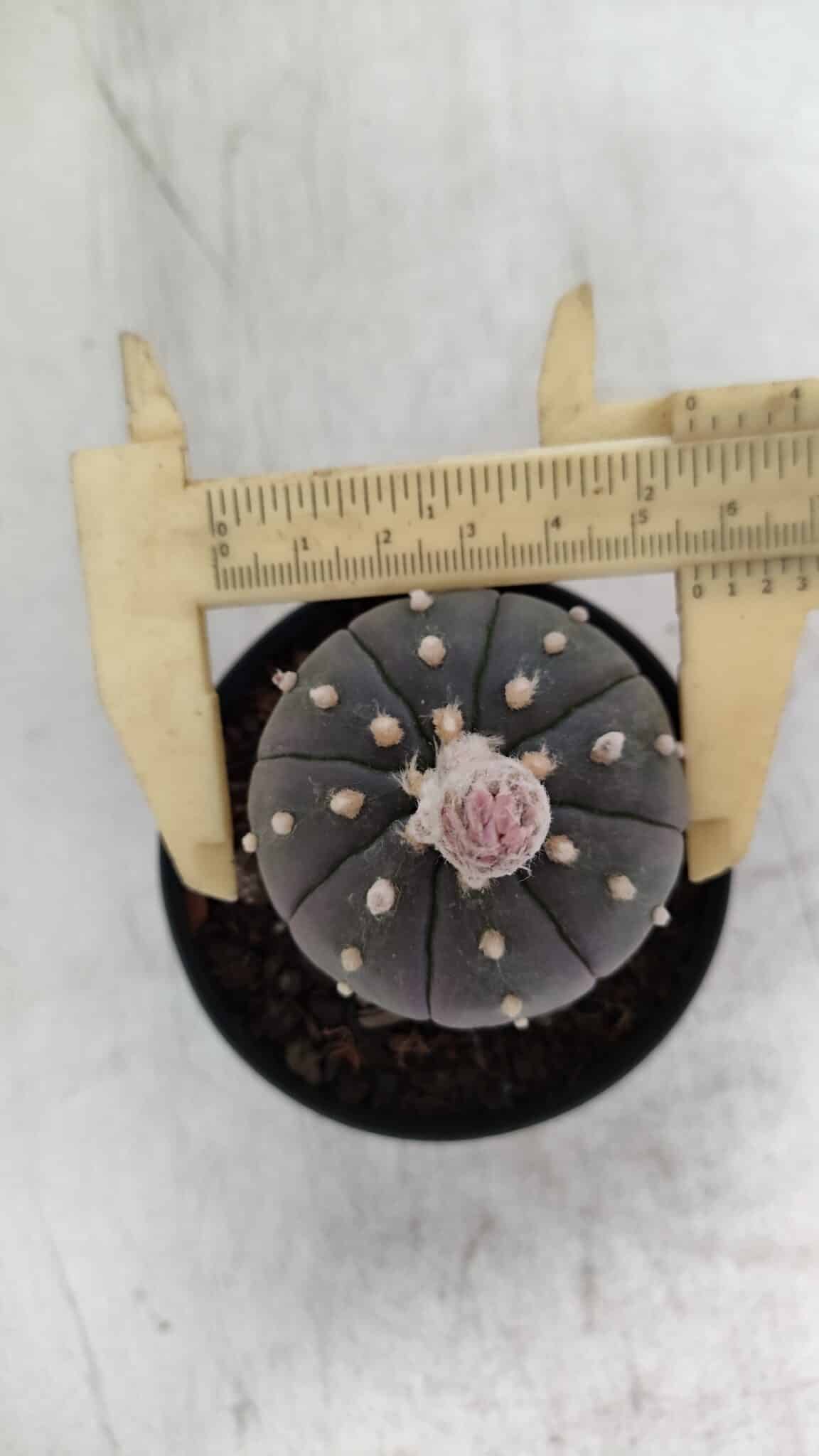 ASTROPHYTUM ASTERIAS “Purple”  Nº 931 – vaso 09