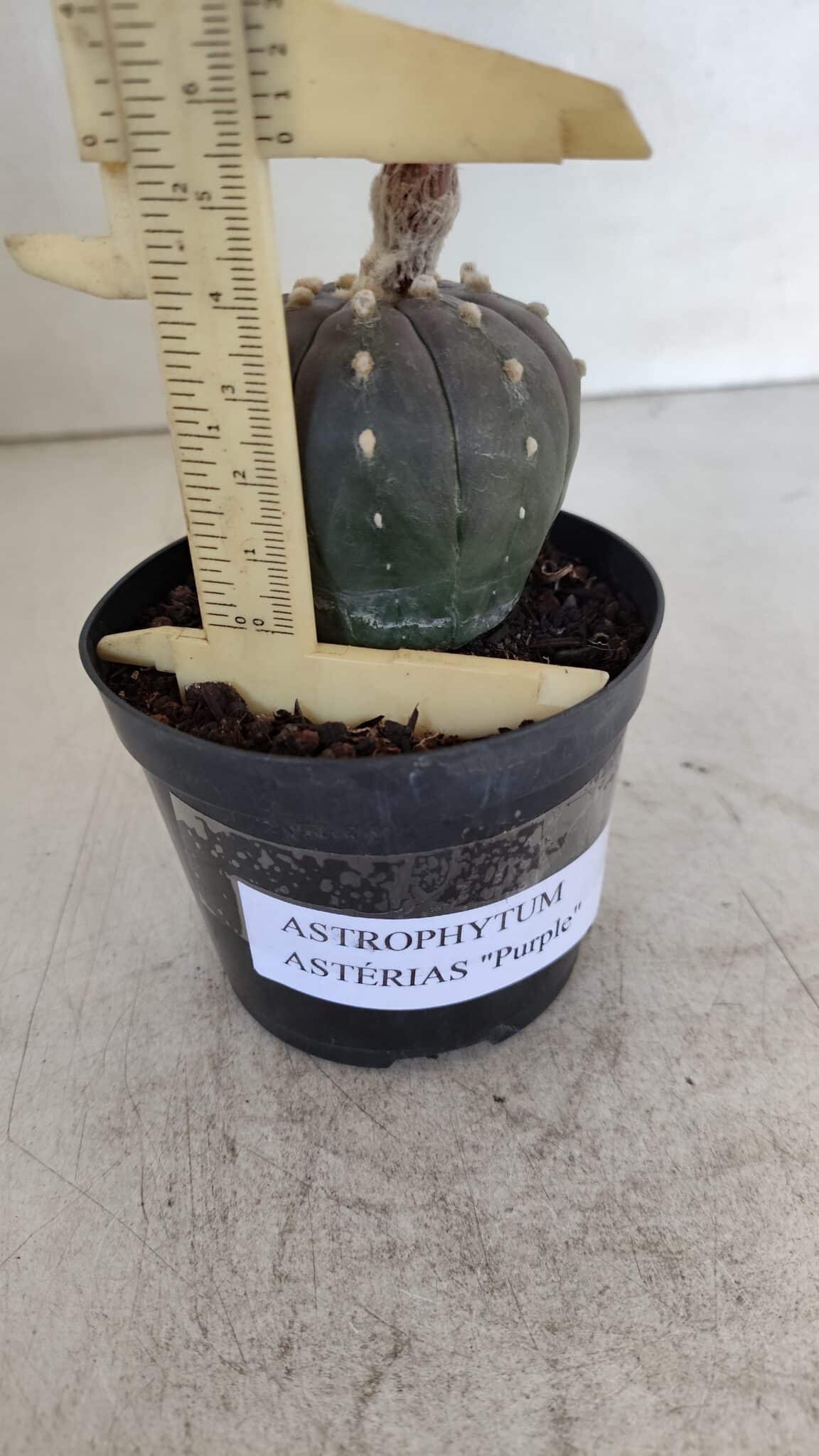 ASTROPHYTUM ASTERIAS “Purple”  Nº 931 – vaso 09